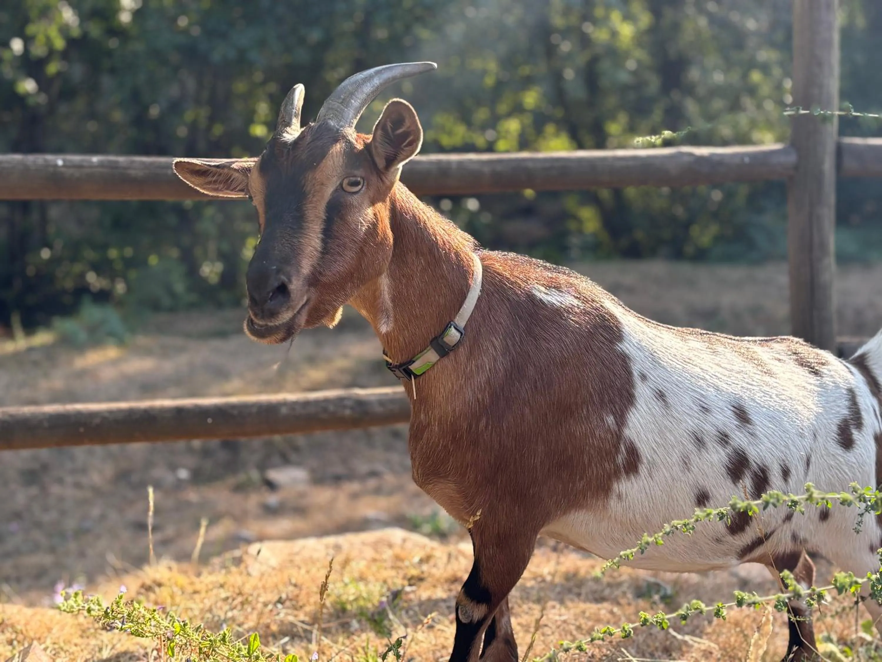 Animals in Quinta da Rabaçosa - Turismo Rural