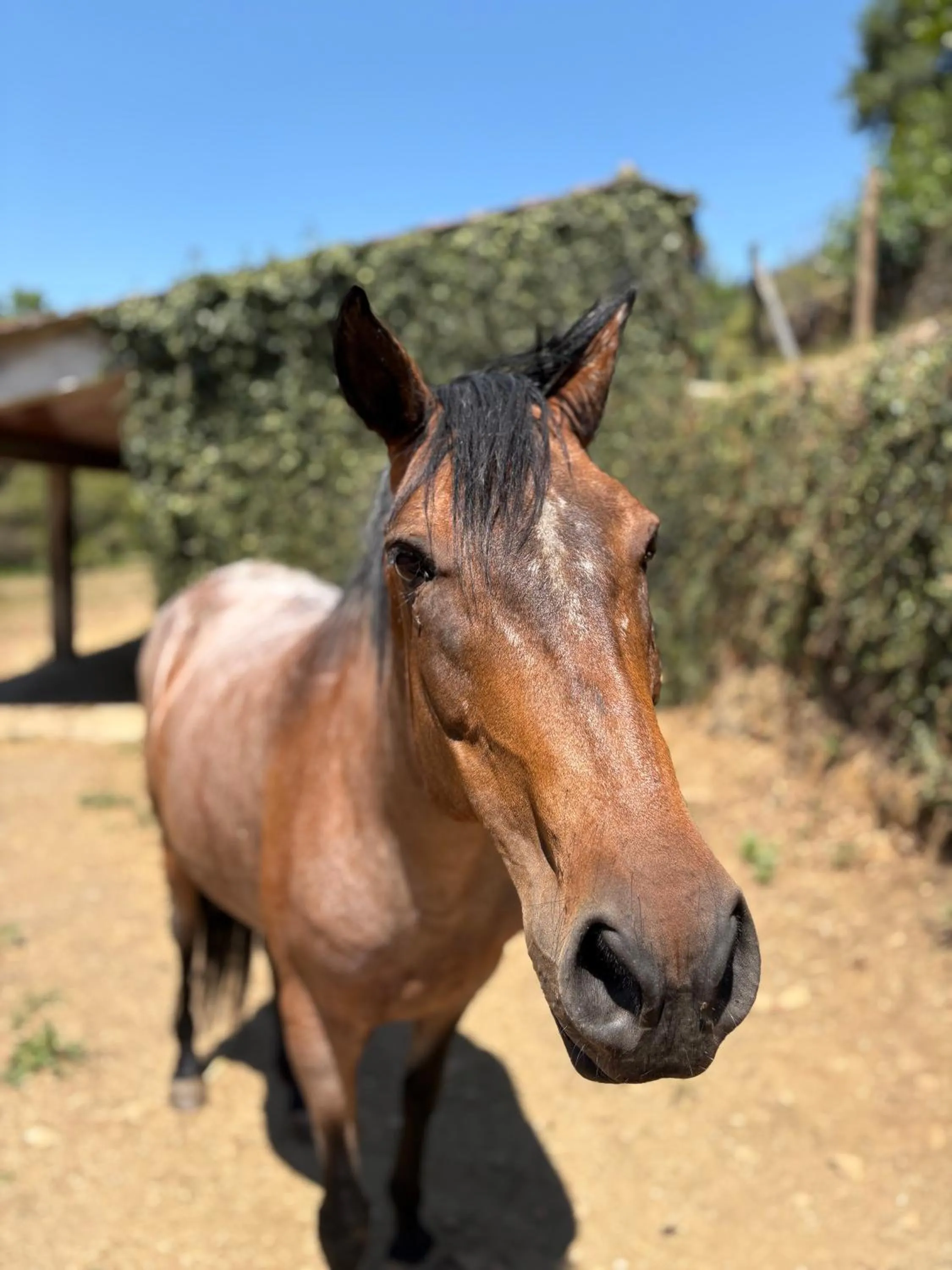 Animals in Quinta da Rabaçosa - Turismo Rural