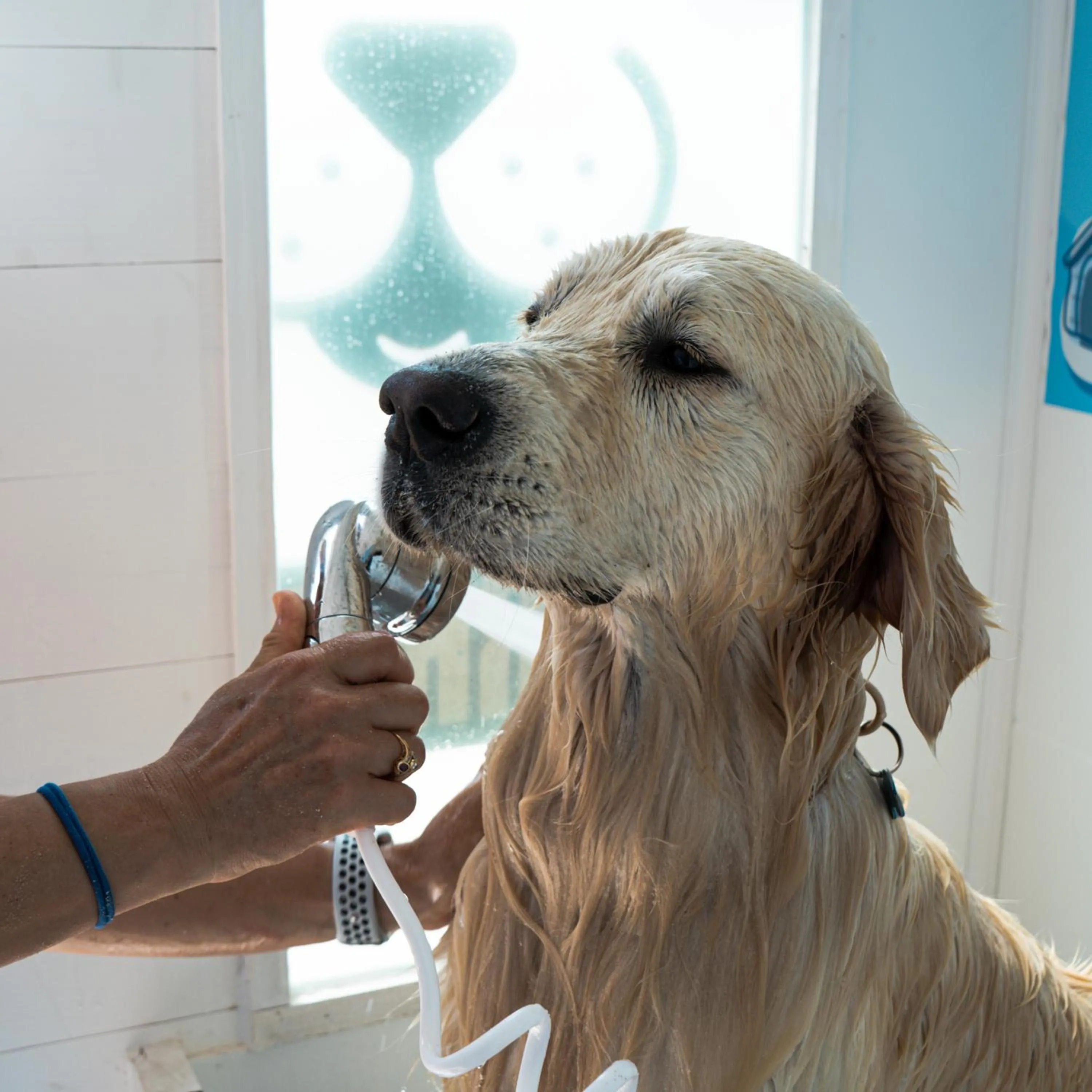 Animals in Hotel dei Bizantini & Villaggio Campo dei Messapi