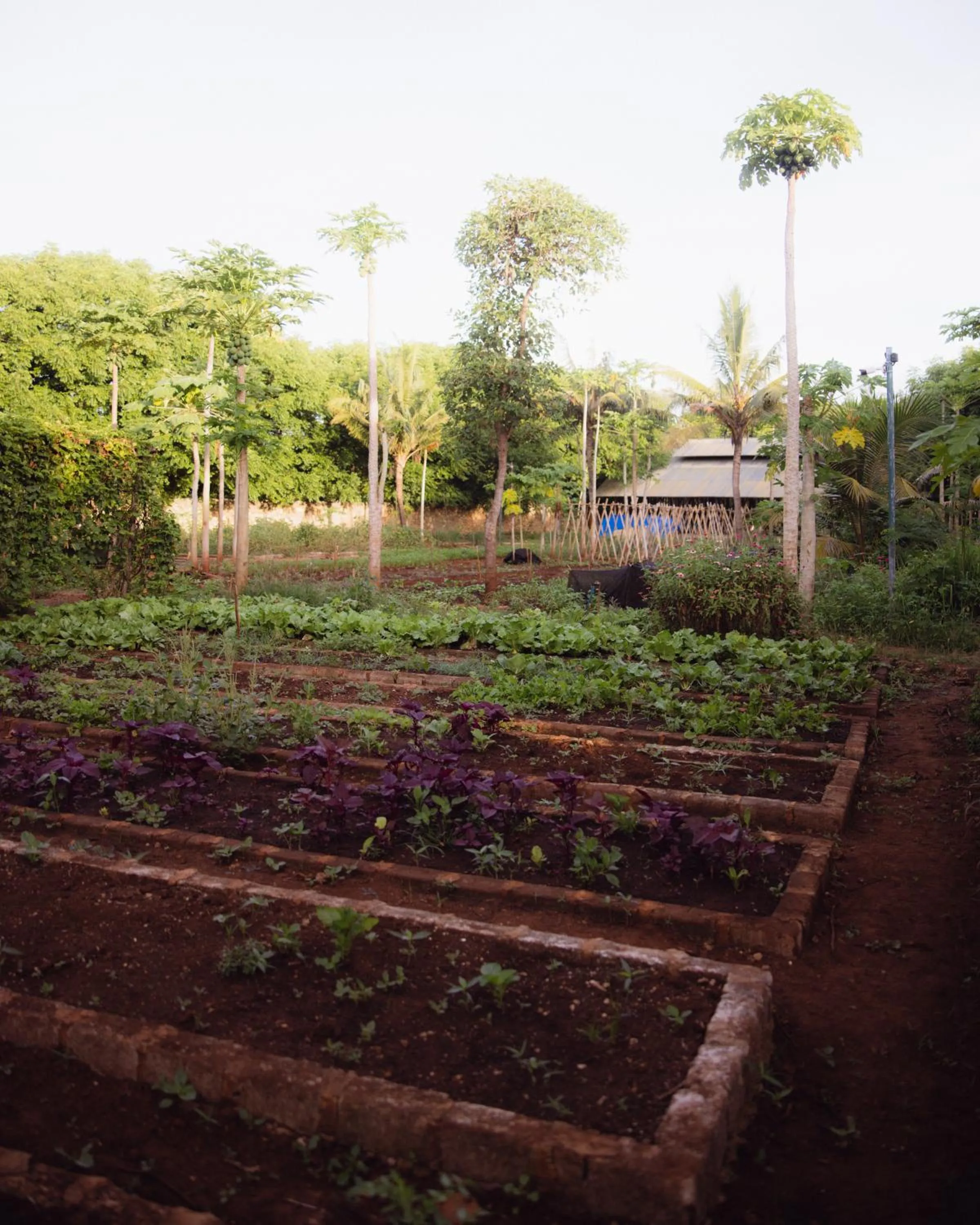 Garden in Maringi Sumba by the Sumba Hospitality Foundation