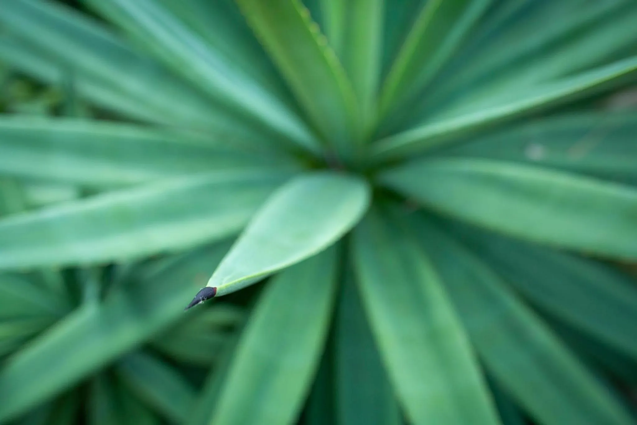 Property building in The Jungle Club - SHA Extra Plus