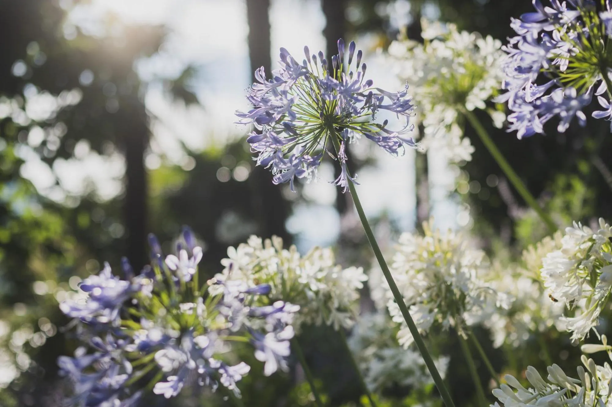 Natural landscape in Hotel Villa Cipressi, by R Collection Hotels
