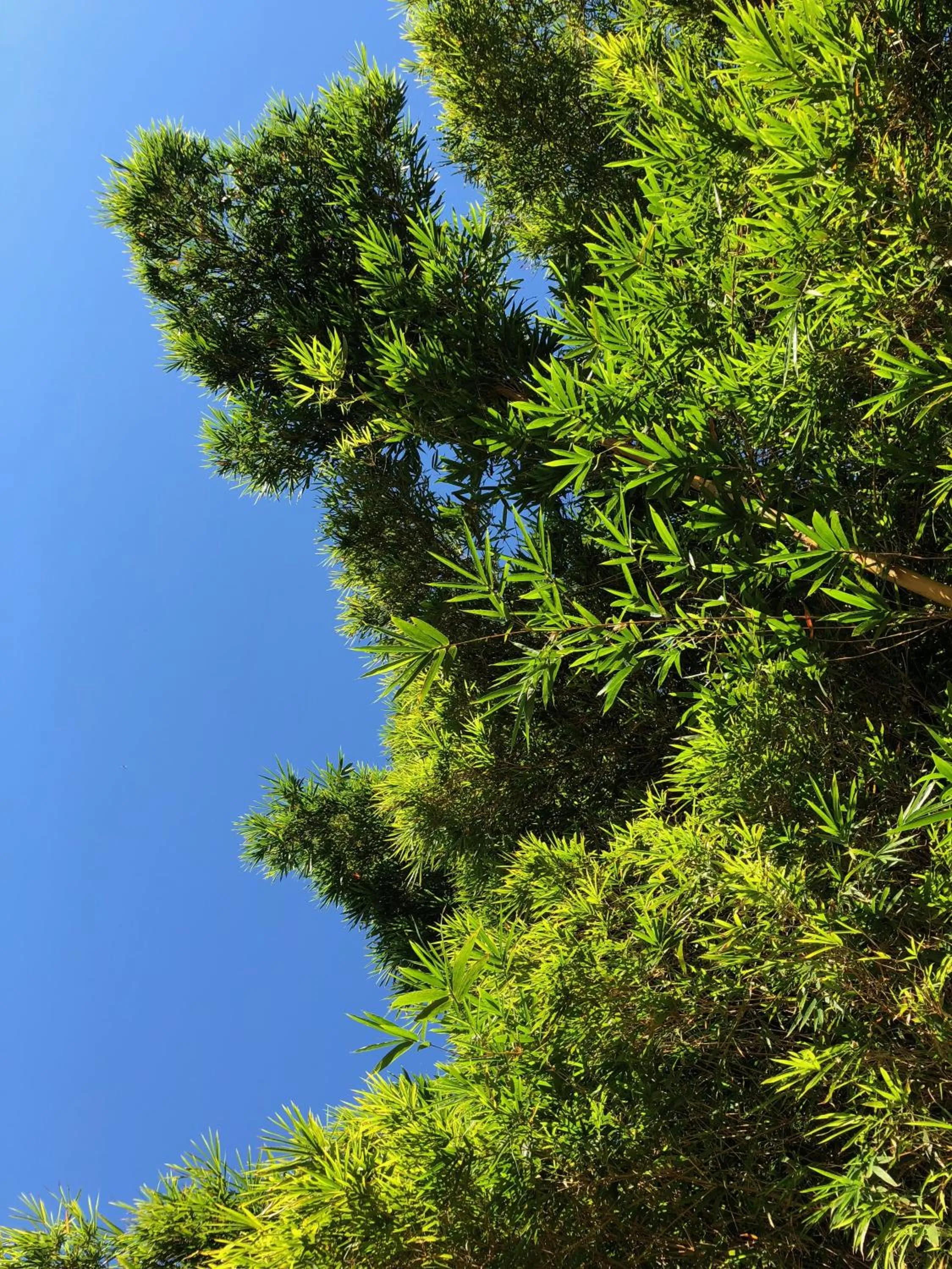 Garden in Hotel Carmen