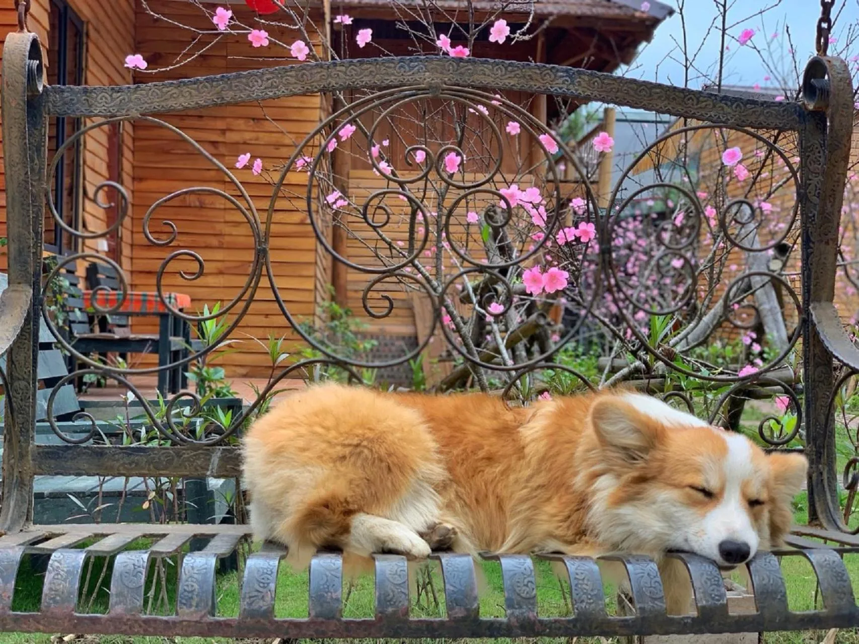 Animals in Golden Jungle House