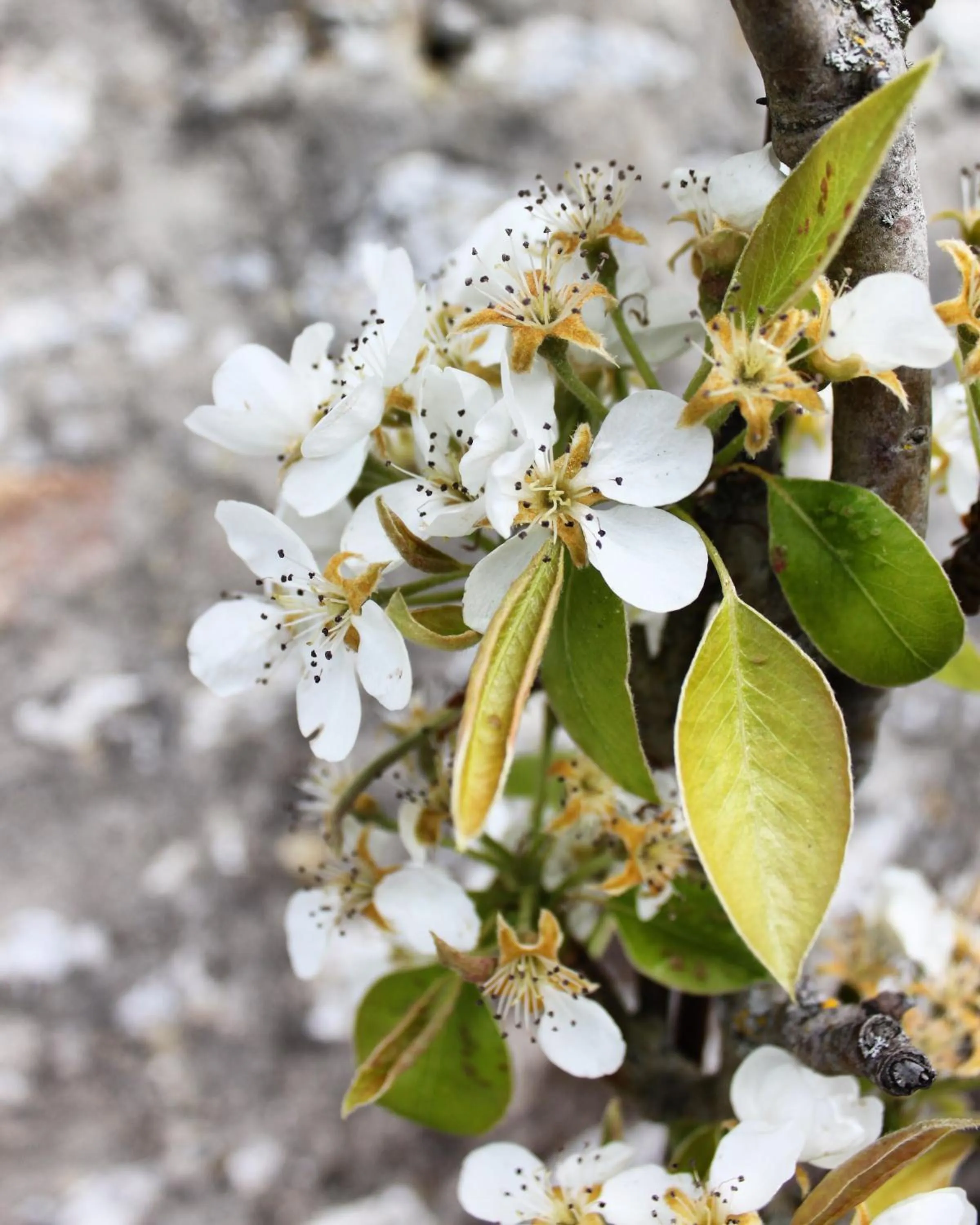 Garden in L’Ostréale