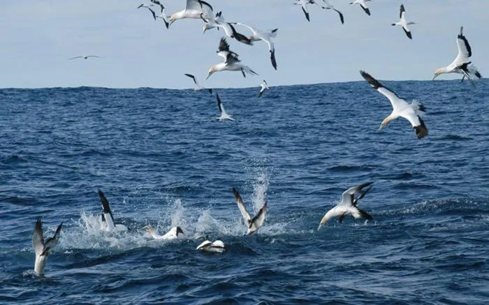 Animals in Cape Nelson Lighthouse