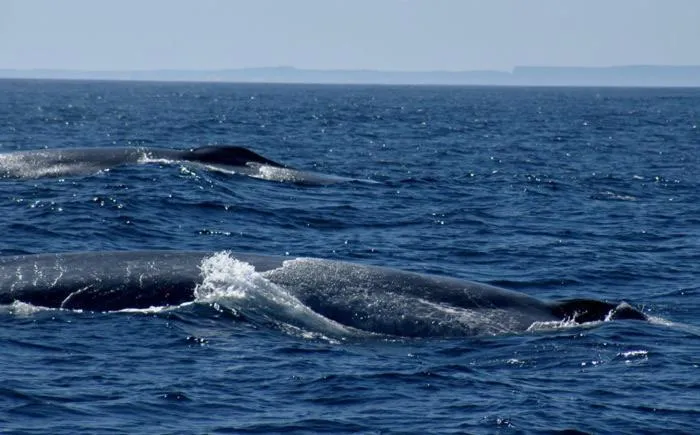 Day in Cape Nelson Lighthouse