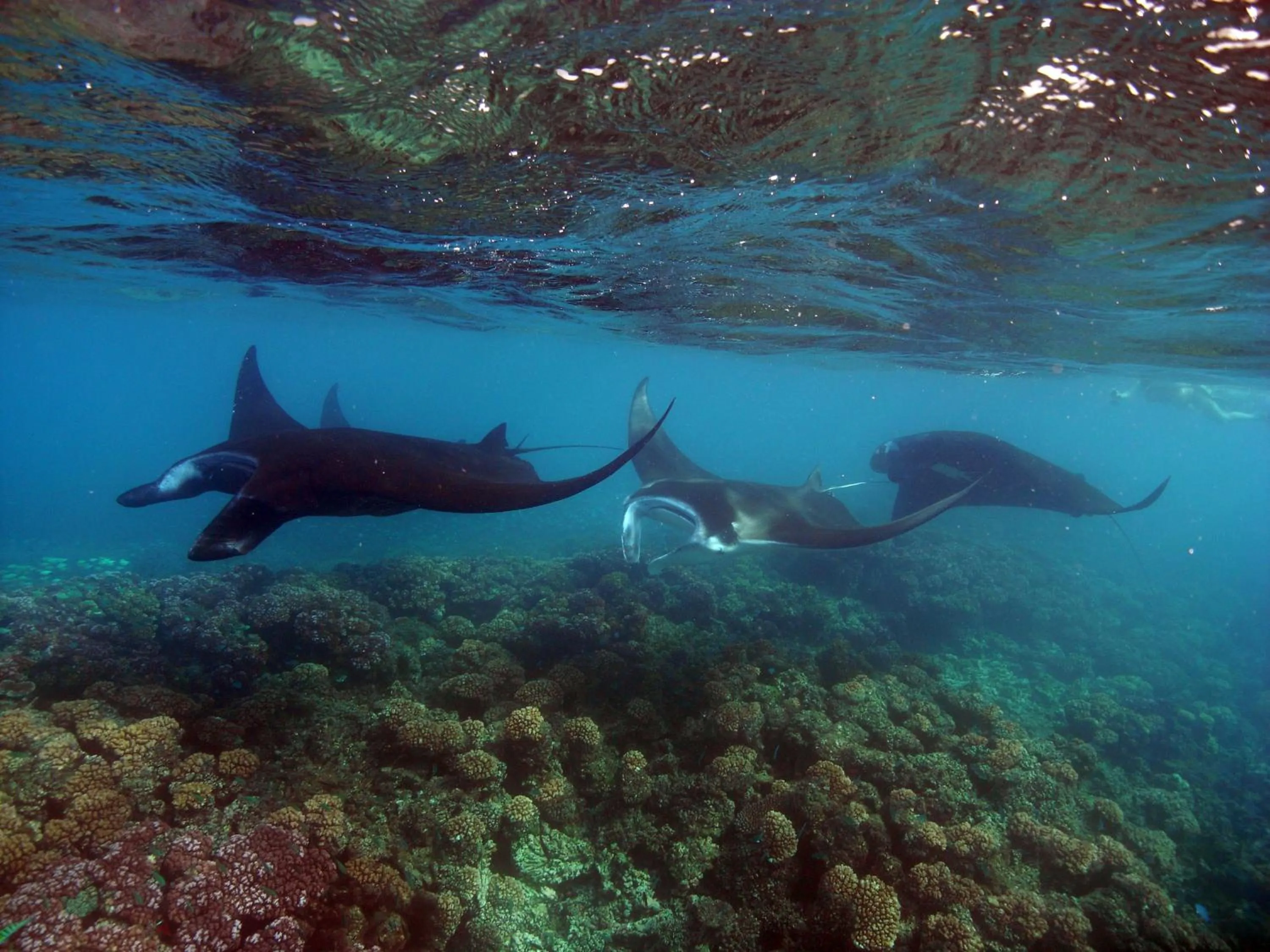 Snorkeling in Barefoot Manta Island Resort