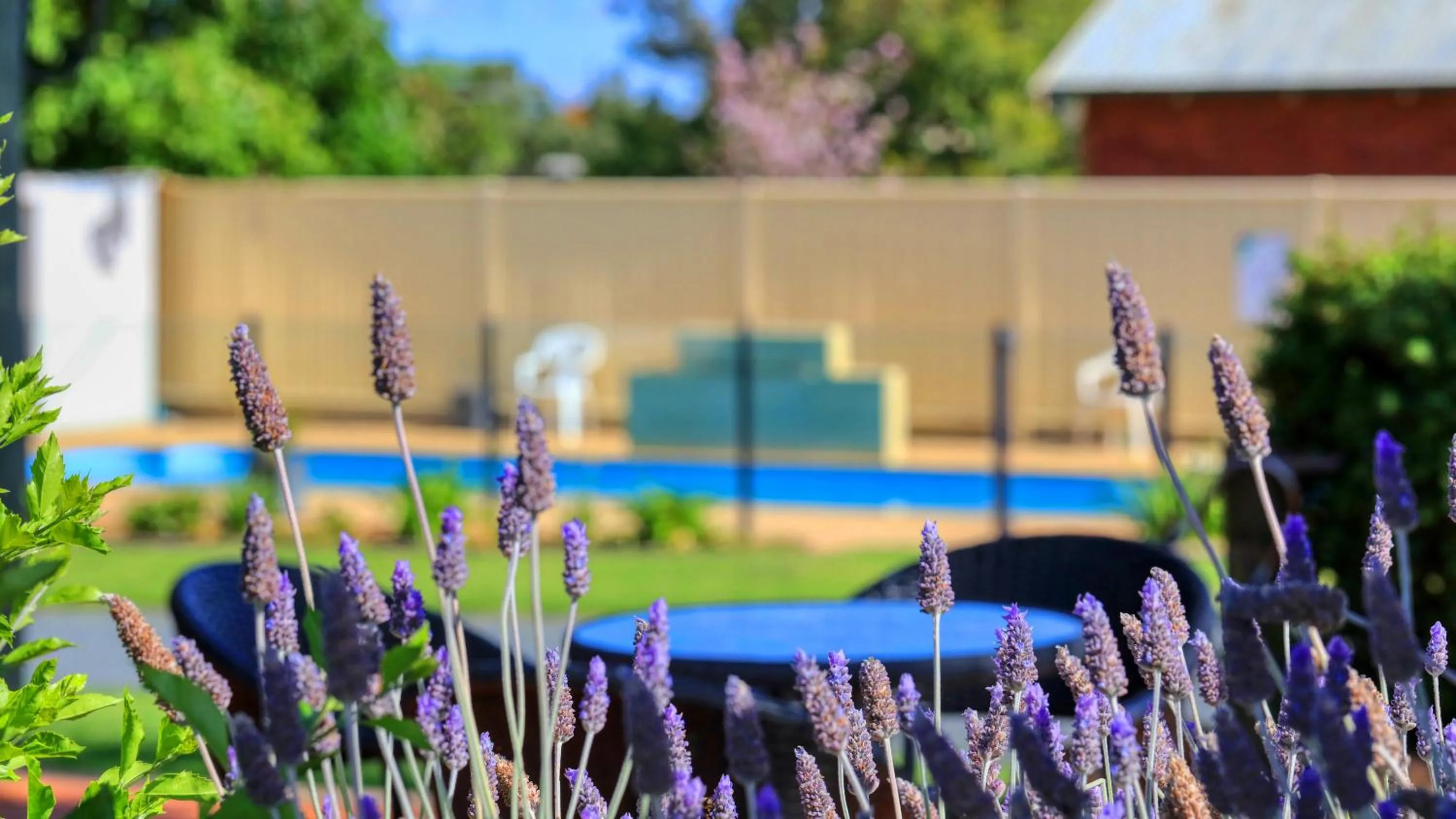 Garden in Oasis Motel