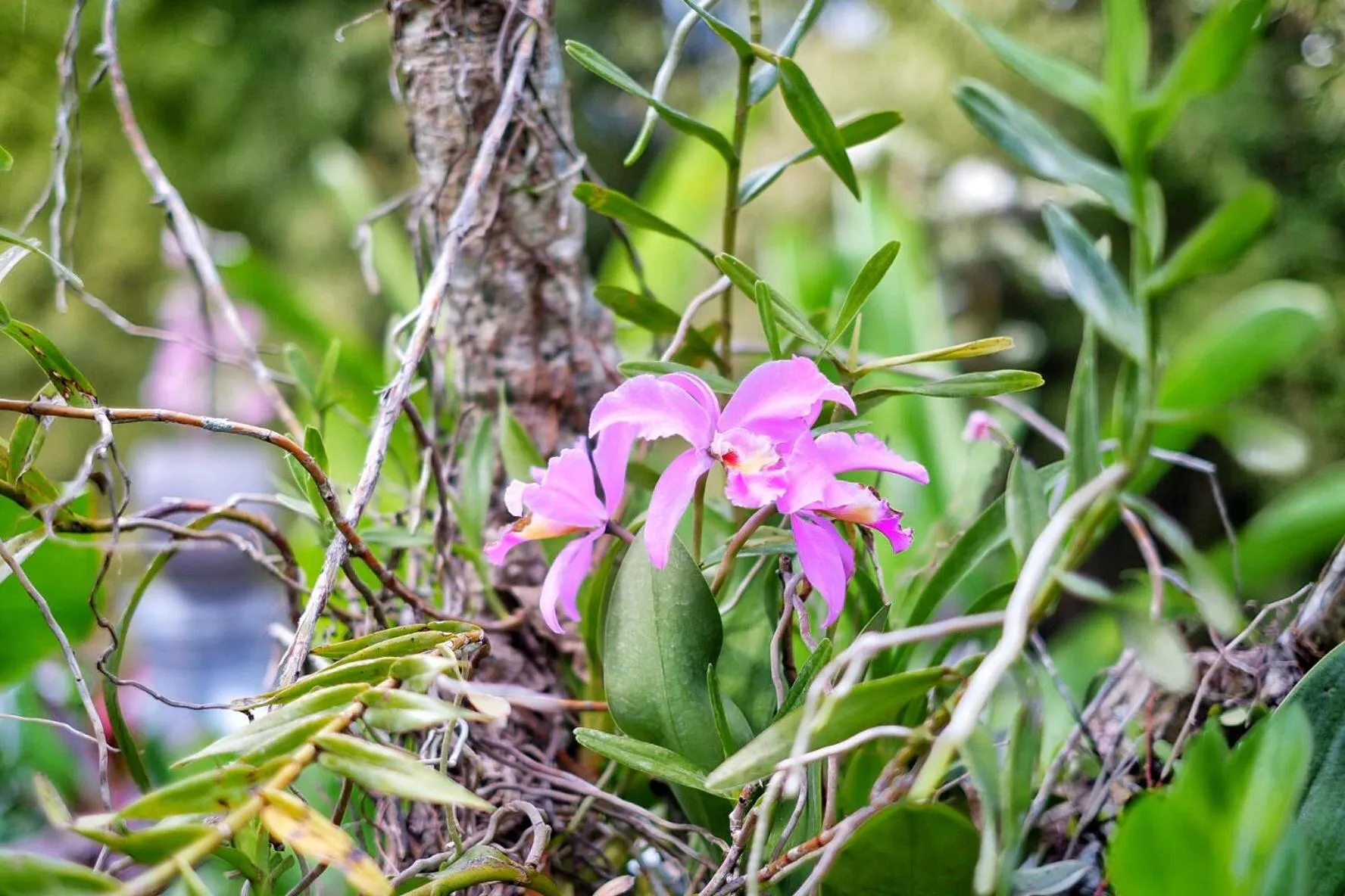 Natural landscape in The Sloth Bali