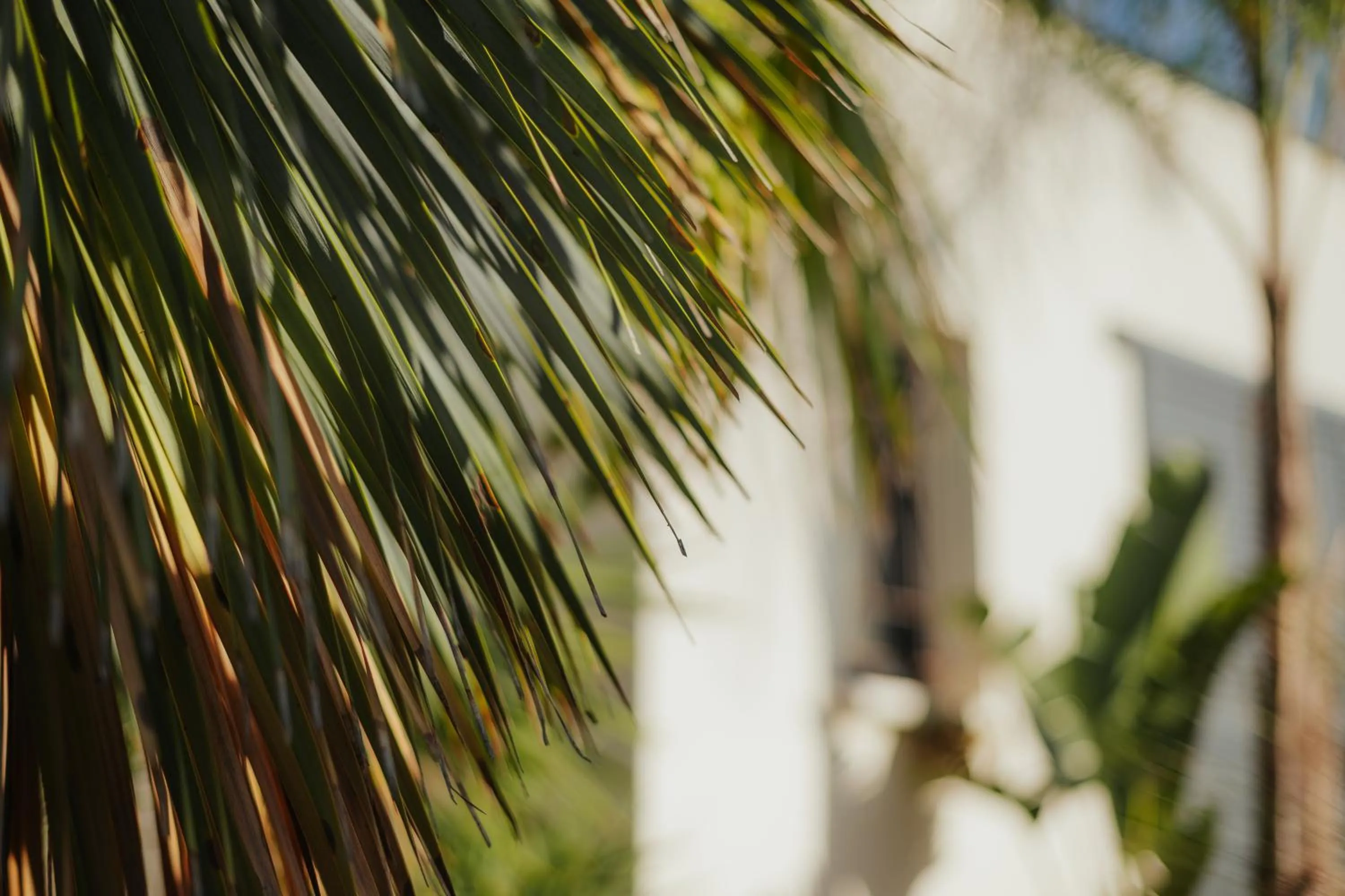 Garden in L'Oasis Vendargues