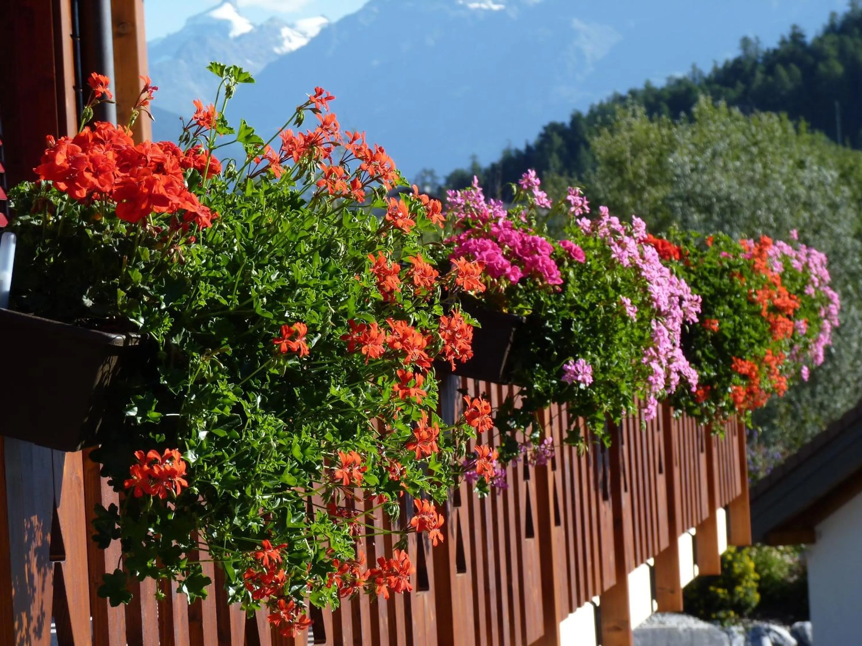 Garden in Chalet des Alpes