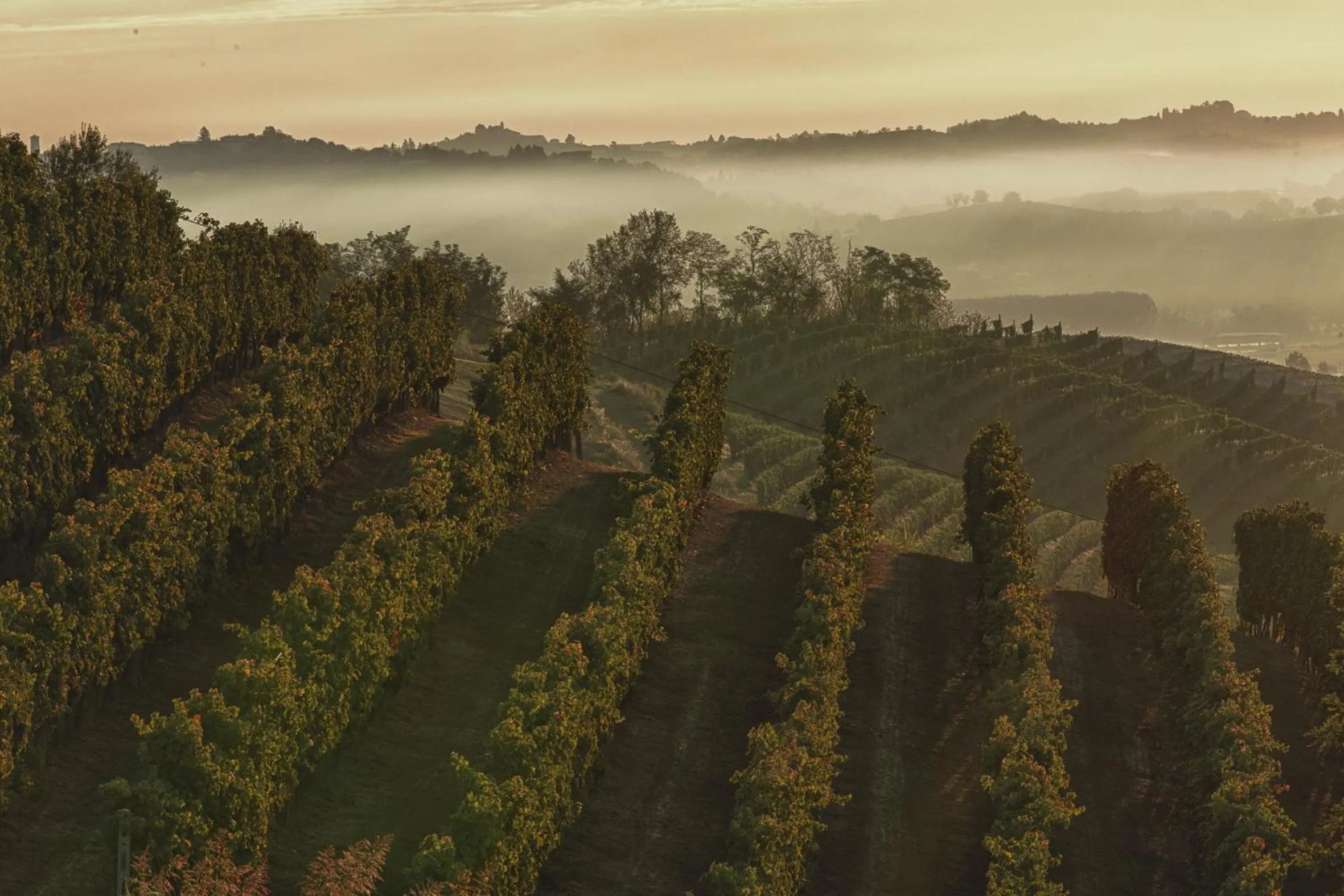 View (from property/room) in Marchesi Alfieri - Cantine e Ospitalità