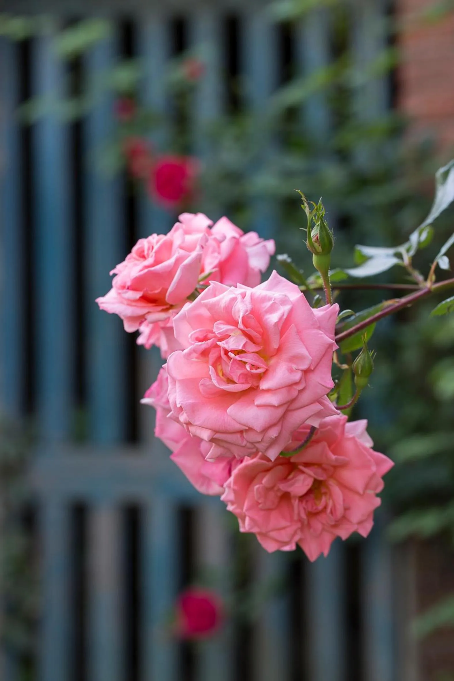 Spring in Marchesi Alfieri - Cantine e Ospitalità
