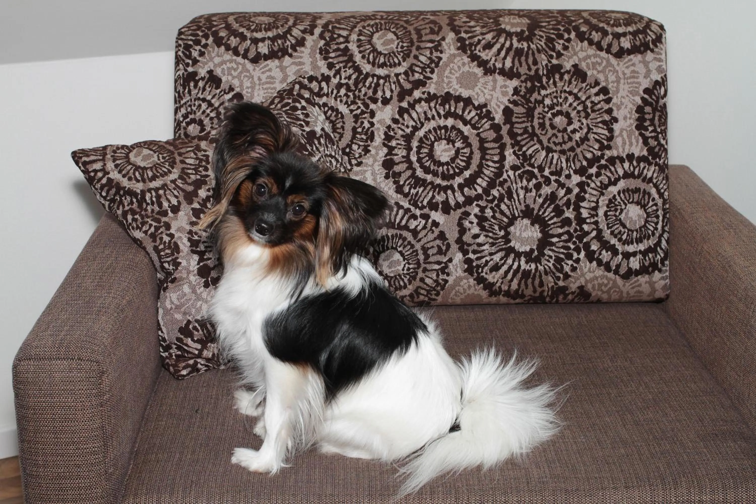 Pets in Hotel Bílý jednorožec