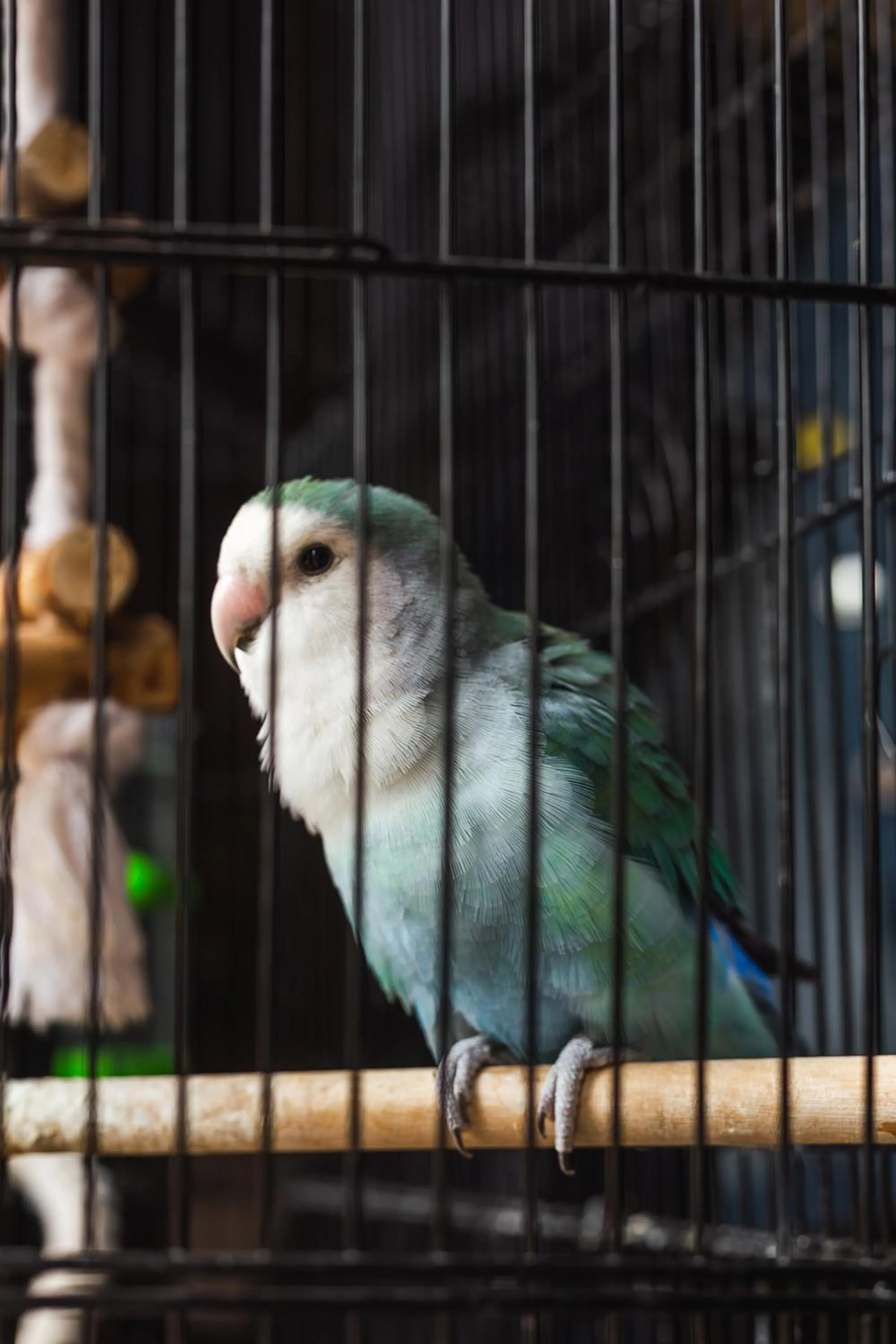 Animals in Hotel Orion