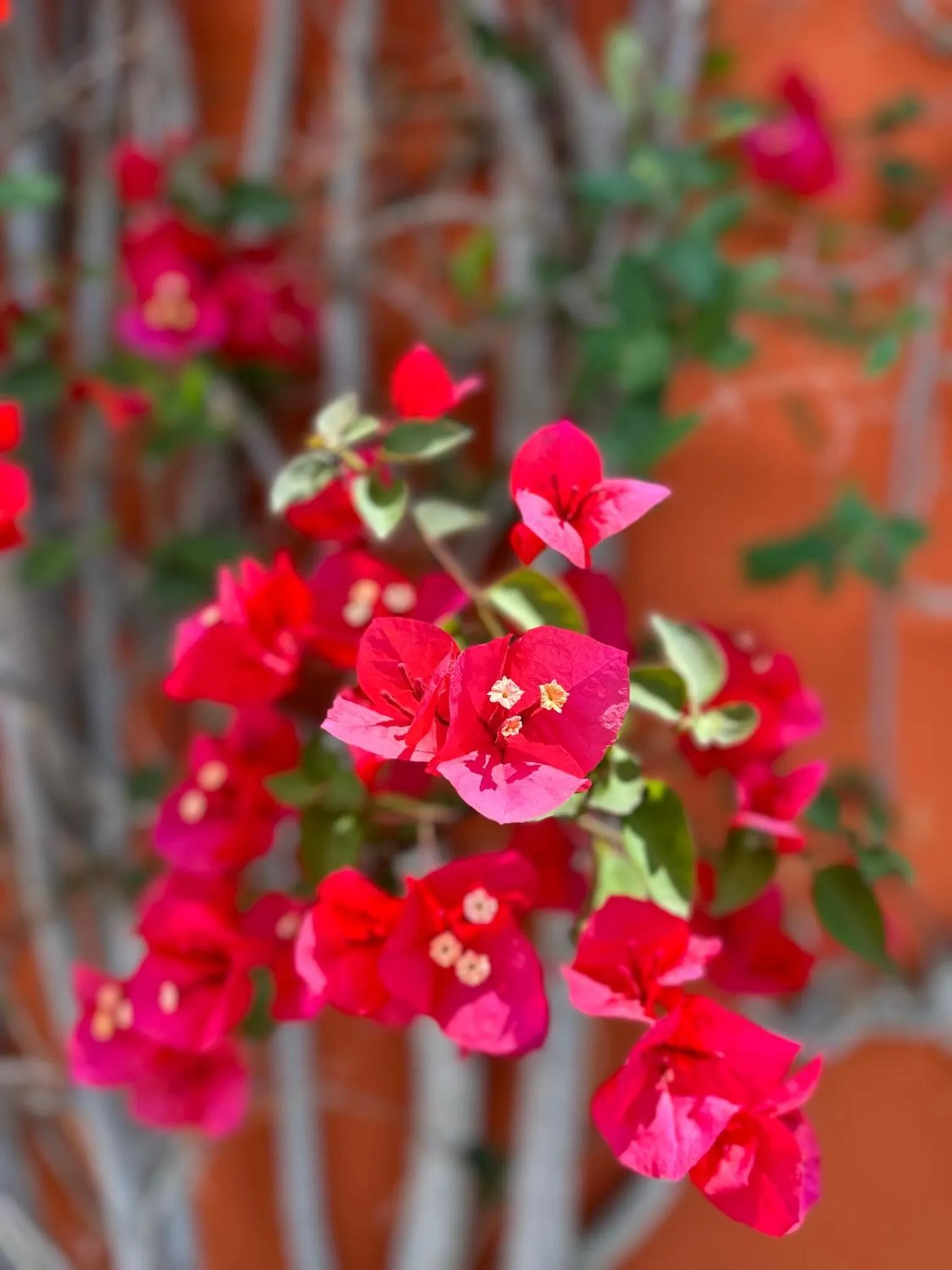 Spring in Relais San Damian