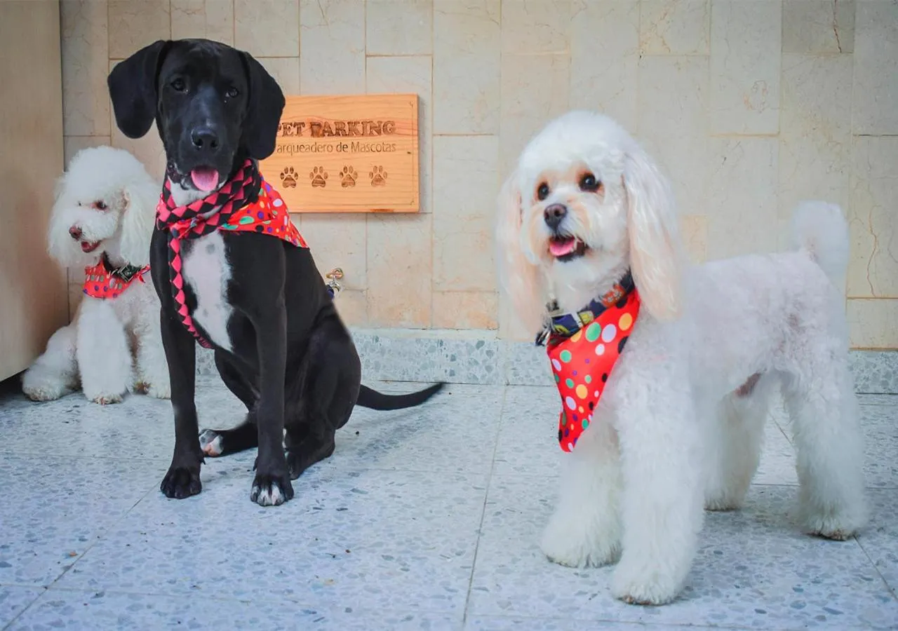 Pets in Hotel Valladolid