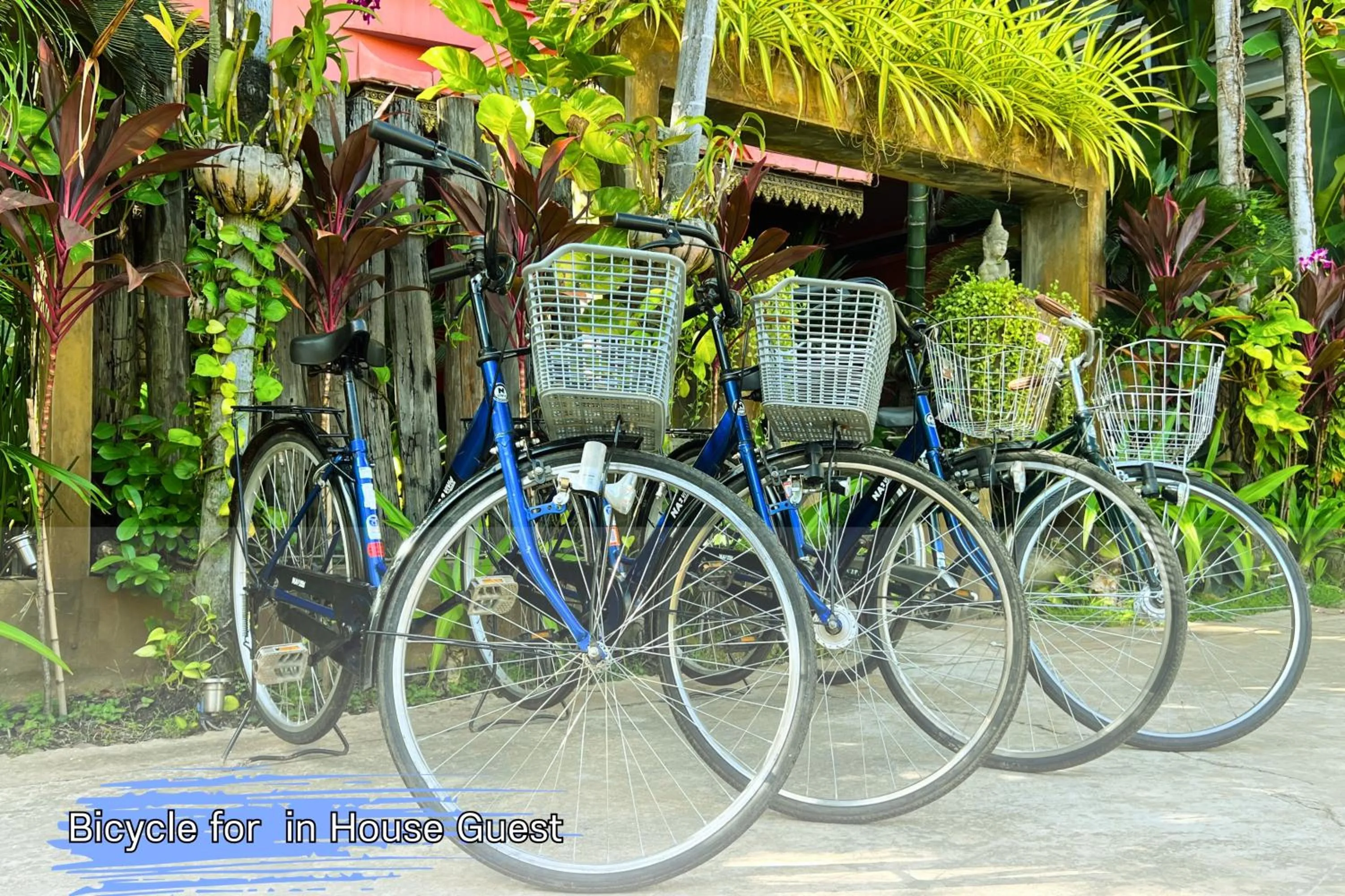 Cycling in Golden Butterfly Villa