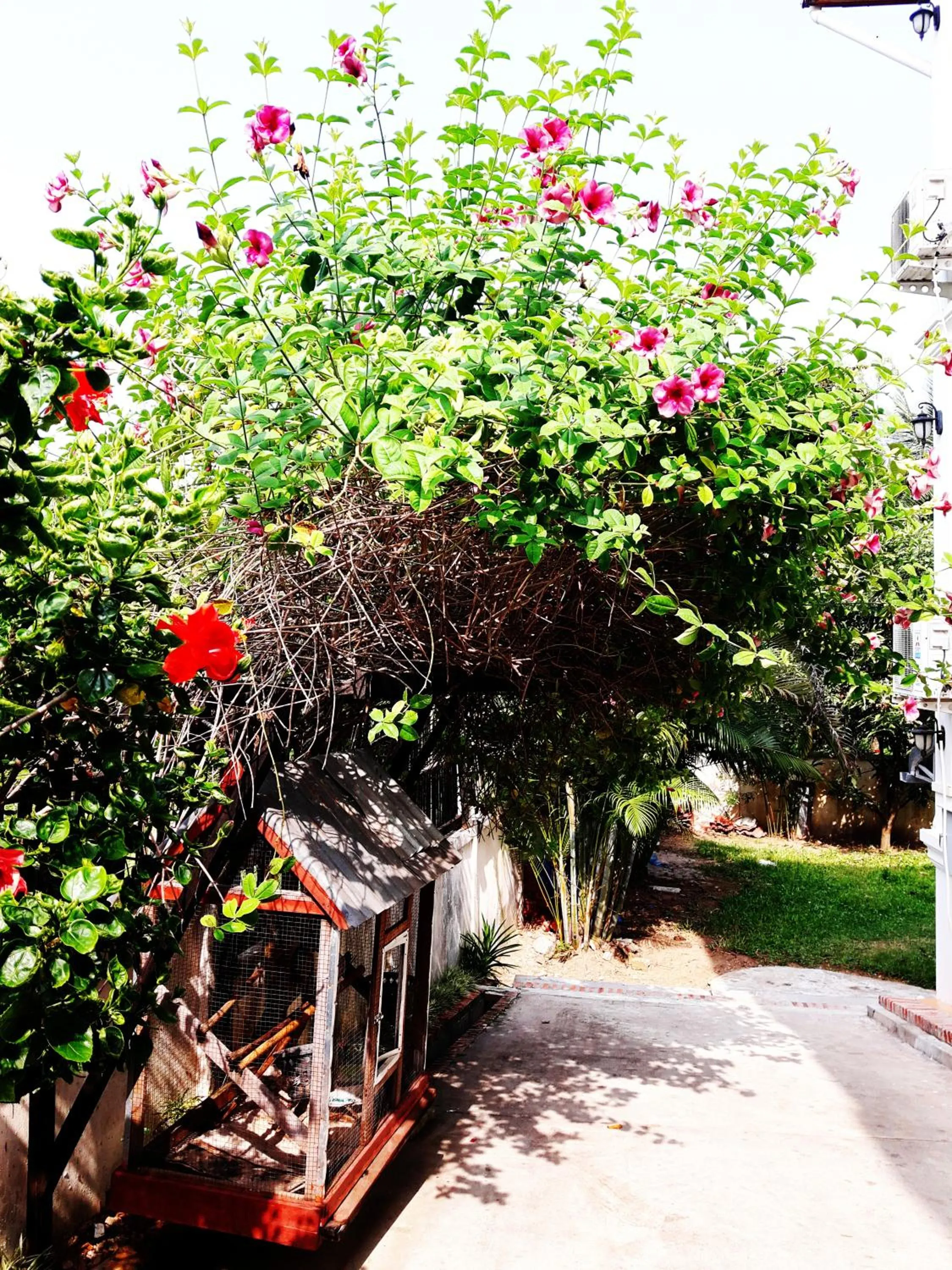 Garden in Phonepraseuth Guesthouse