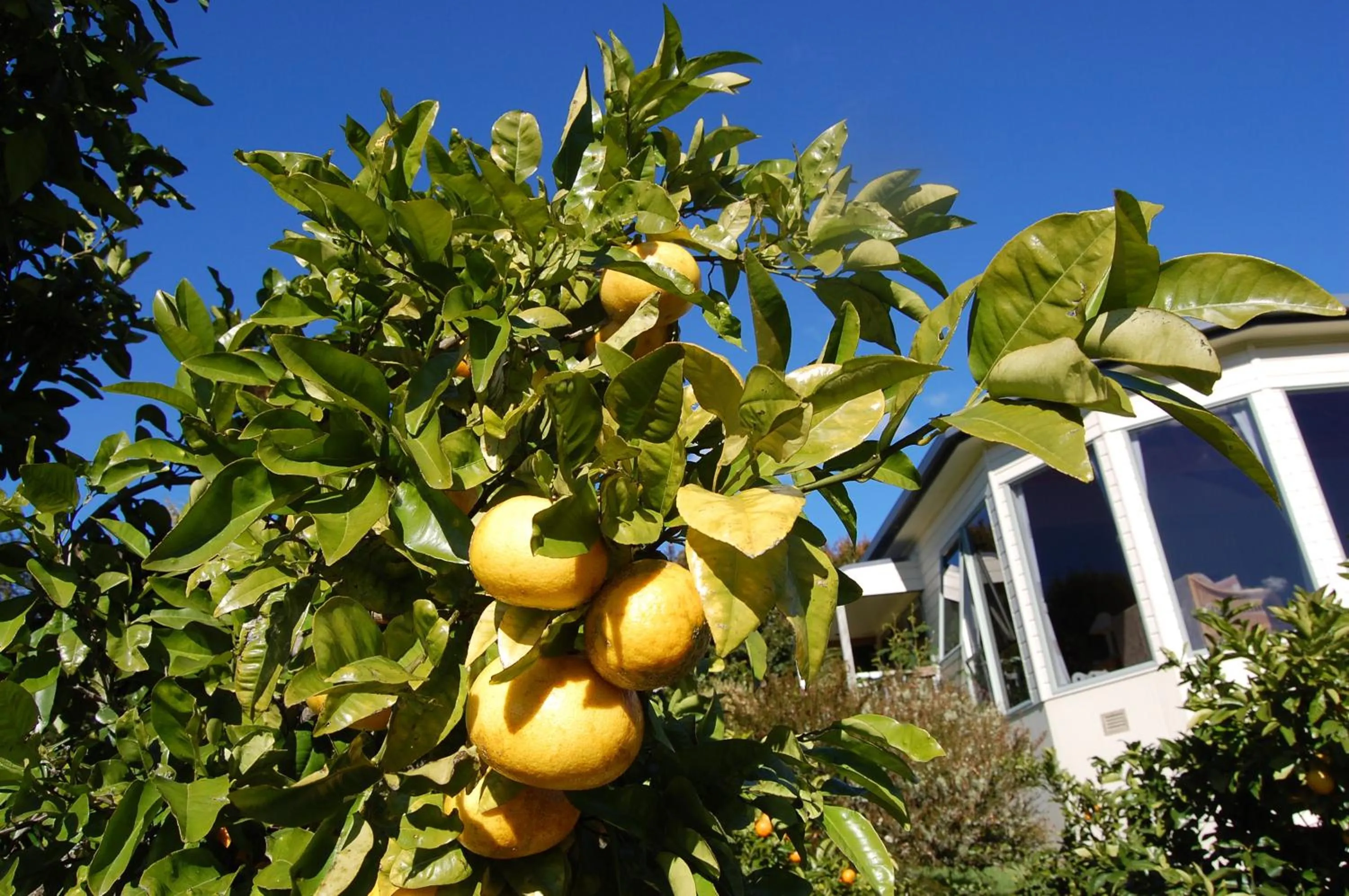 Garden view in Te Awa Lodge