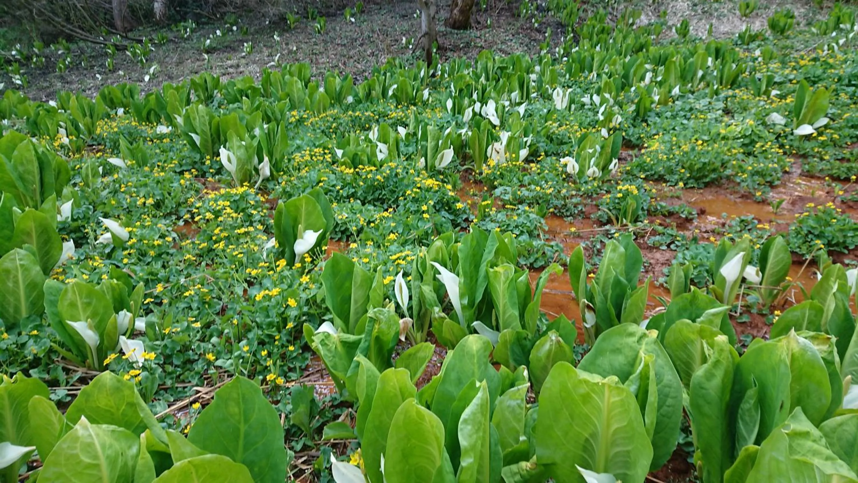 Natural landscape in Tabataya