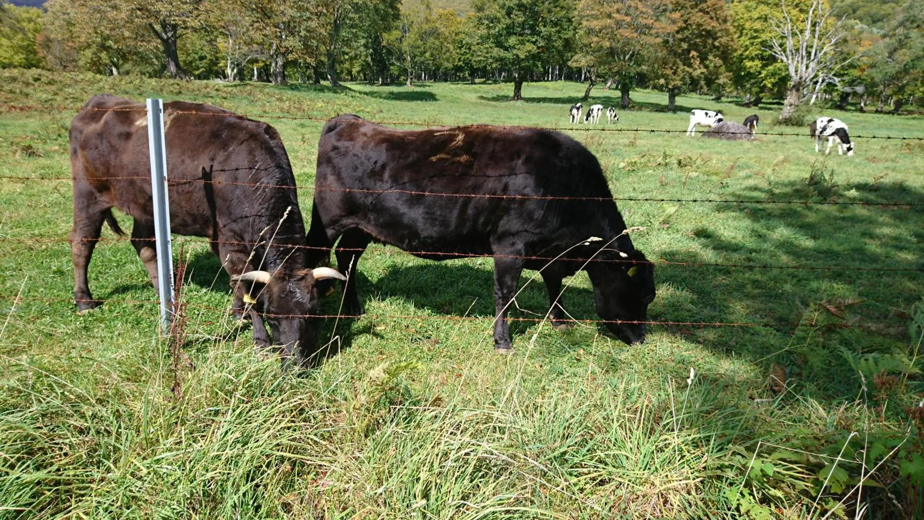 Neighbourhood in Tabataya