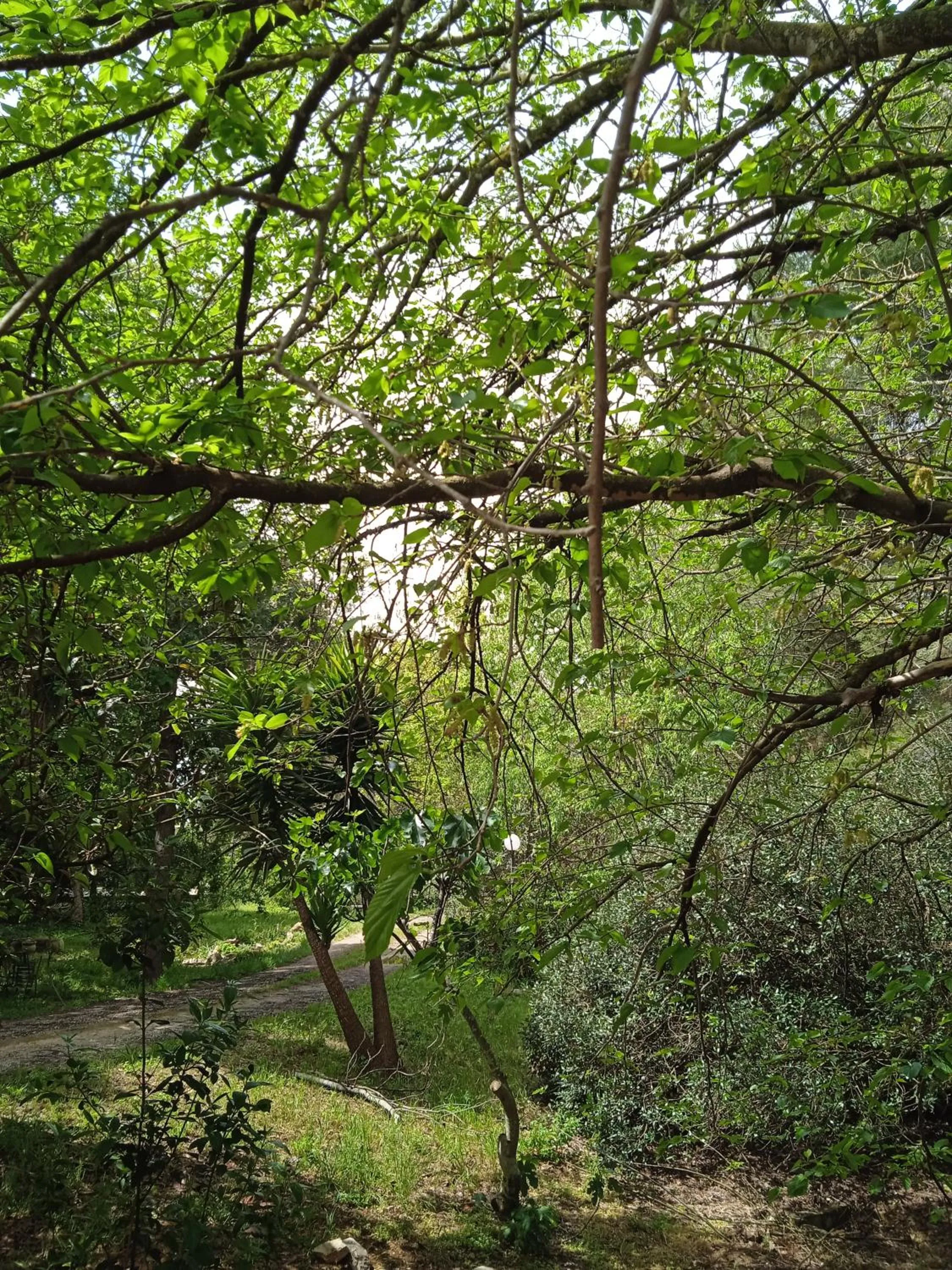 Natural landscape in filobrocante