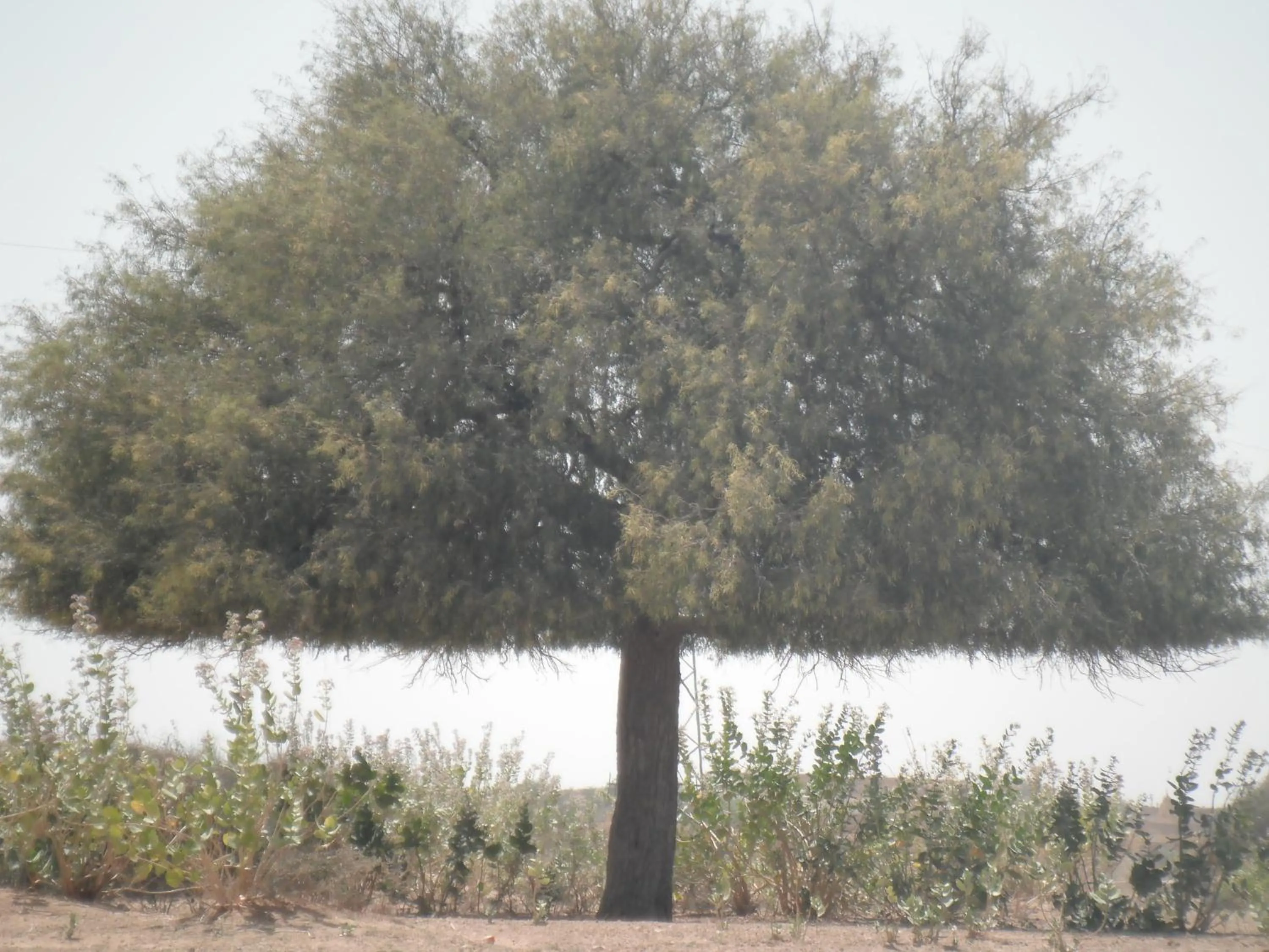 Activities in Gajanand Guest House