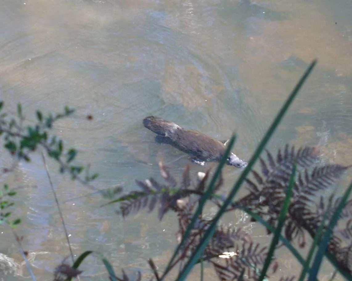 Platypus Park Country Retreat