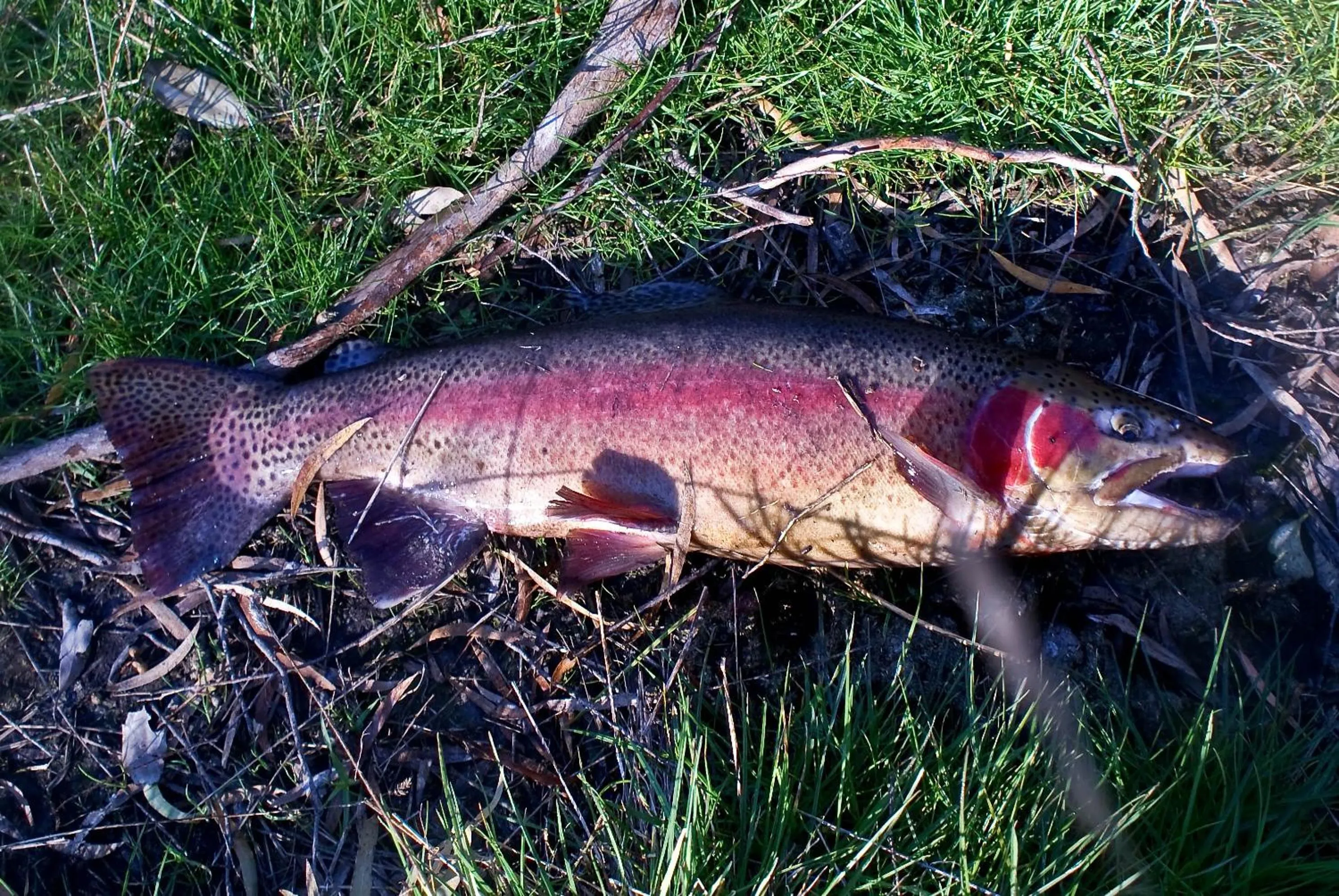 Fishing in Platypus Park Country Retreat