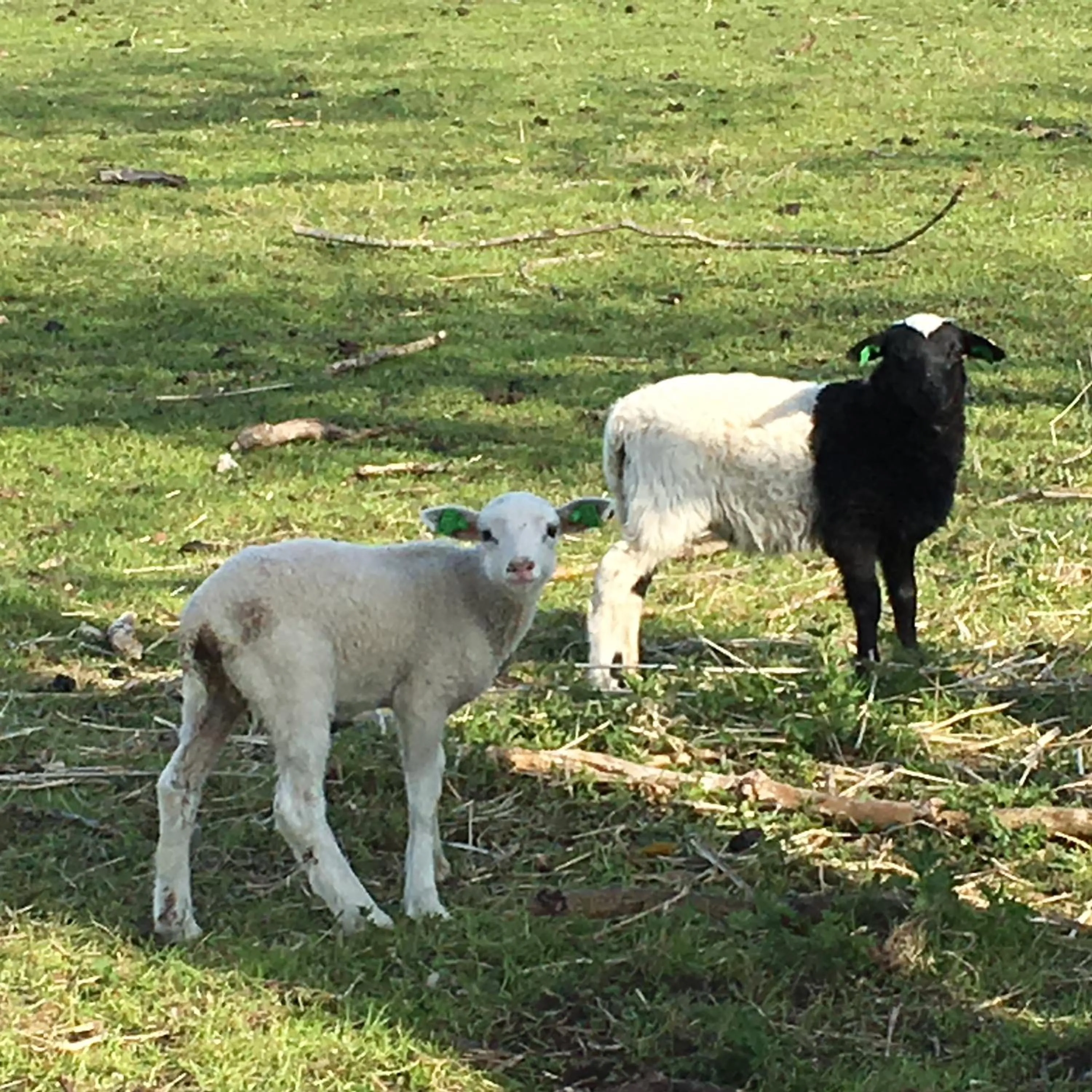 Animals in Ljungs Fem Rum