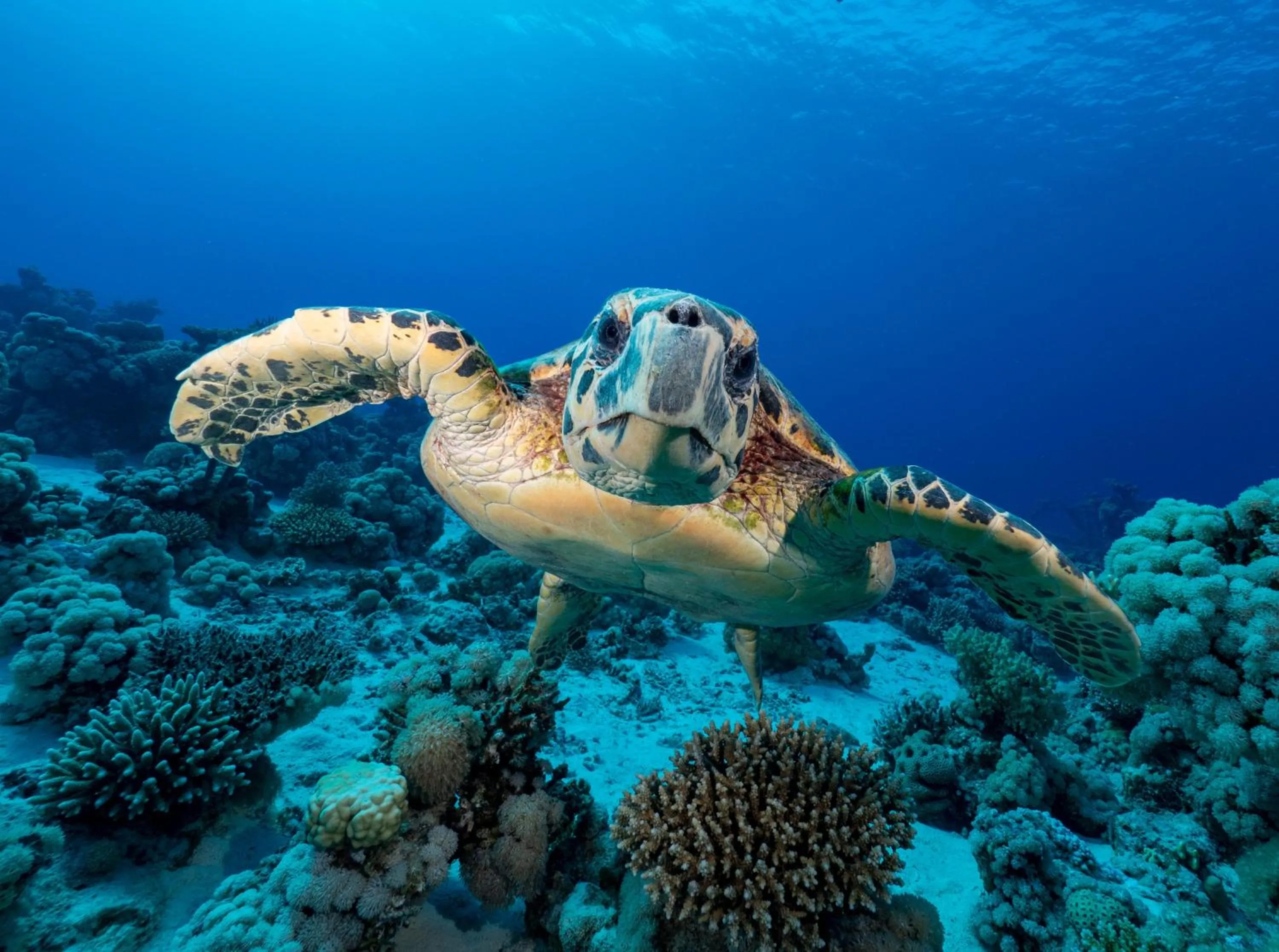 Beach in Malikia Resort Abu Dabbab