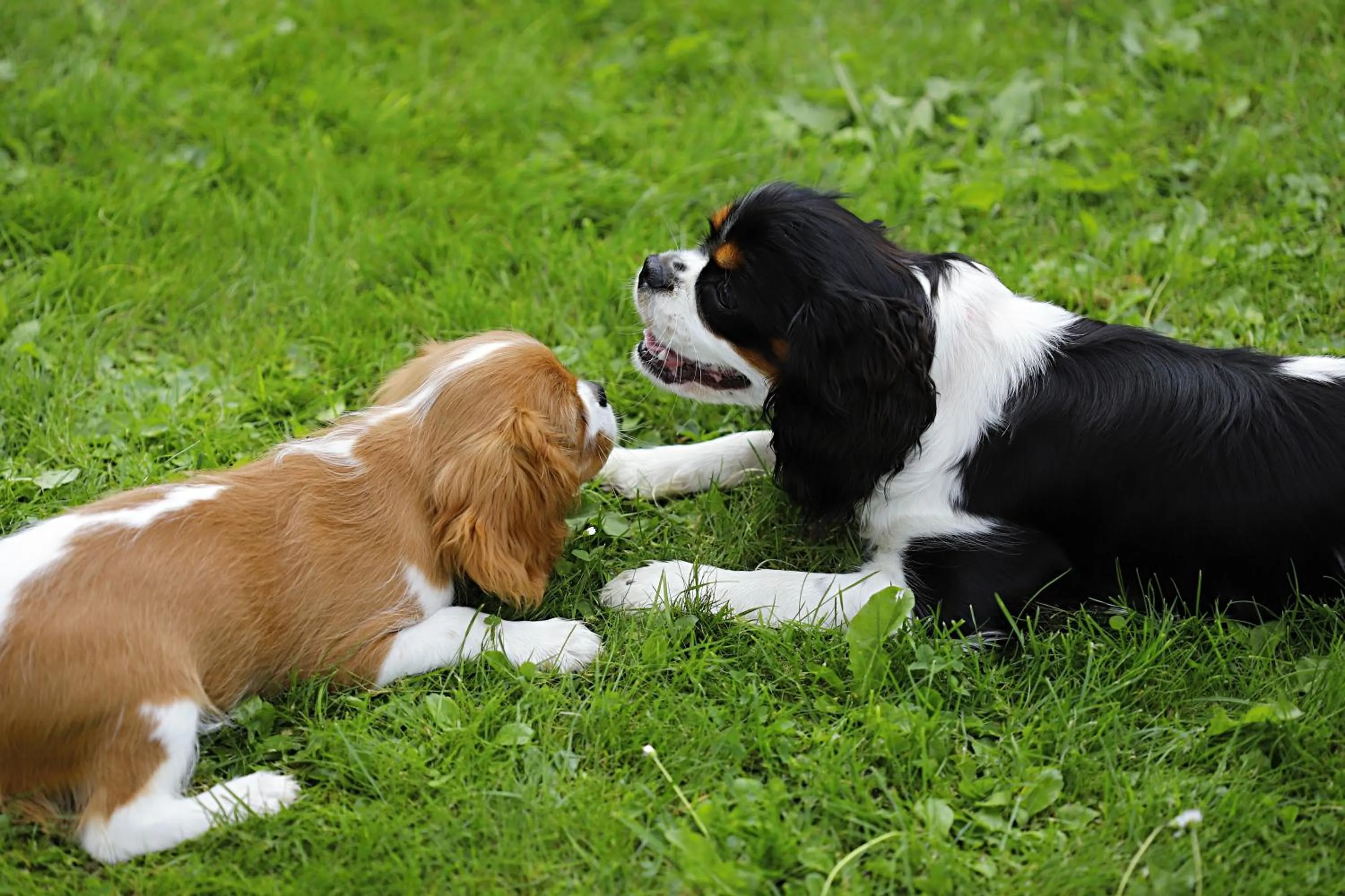 Pets in Apartmány Bramborka