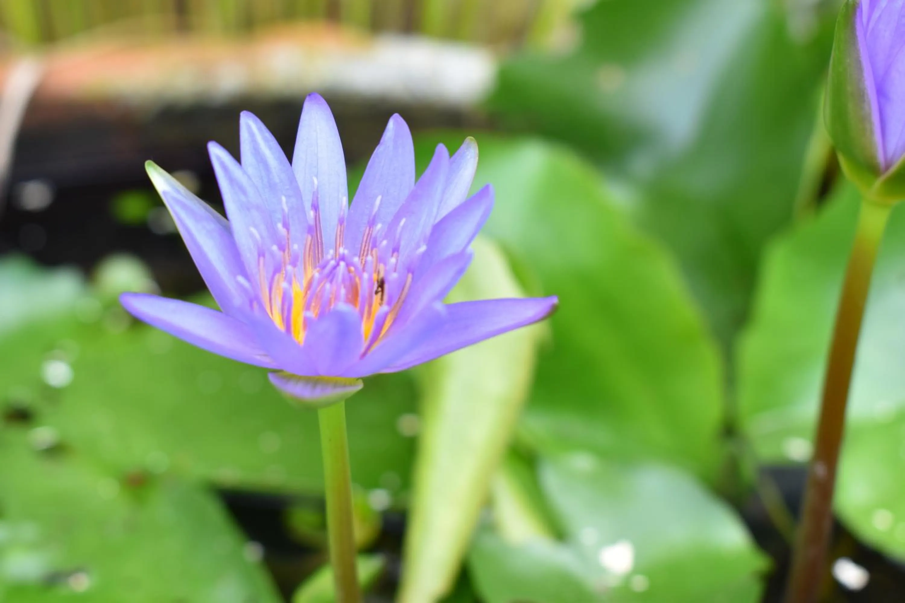 Day in Sala Bua Room