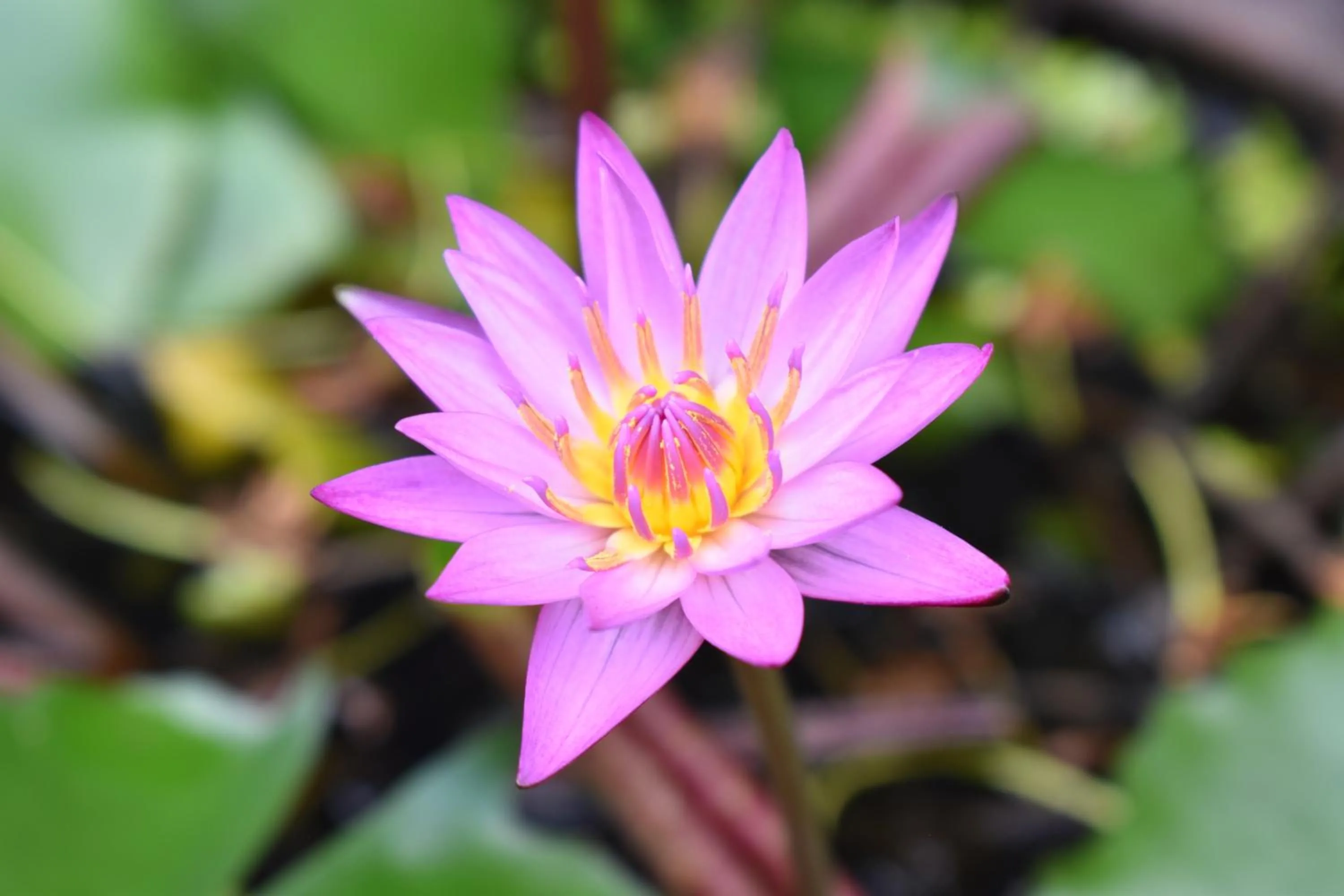 Day in Sala Bua Room