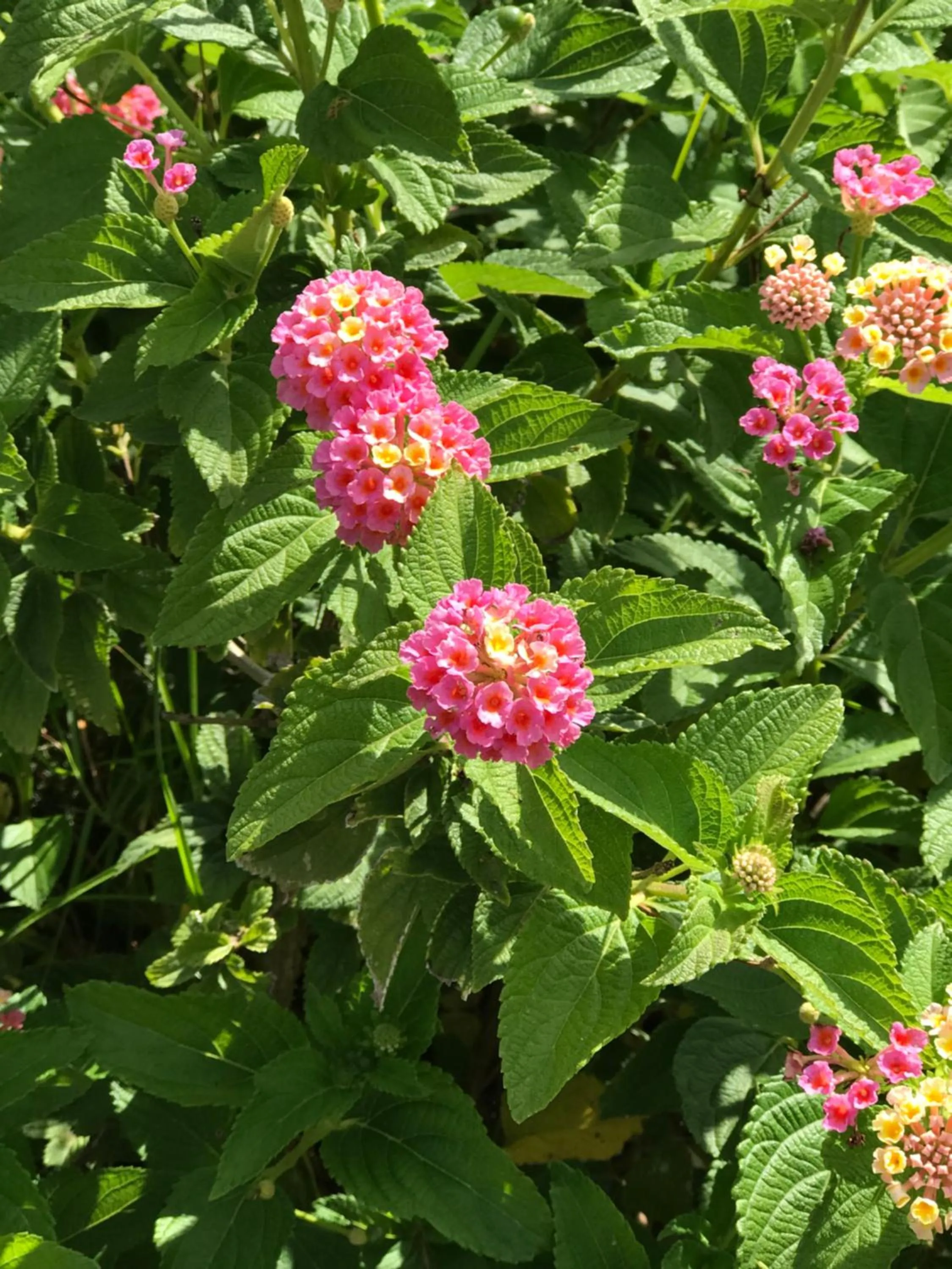 Other in Prea Gianca