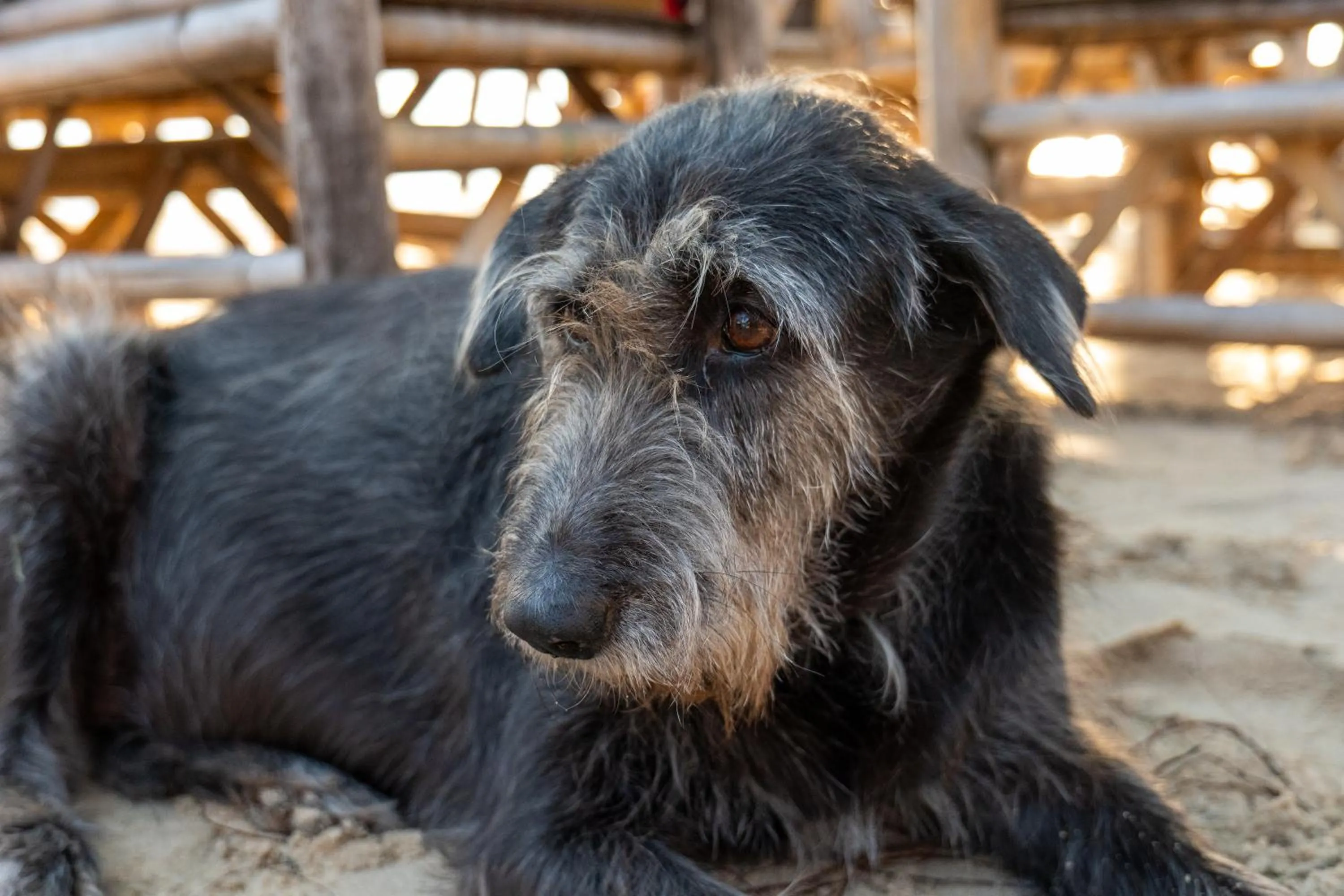 Tiki Beach Koh Phangan Beach Restaurant Bar and Coworking