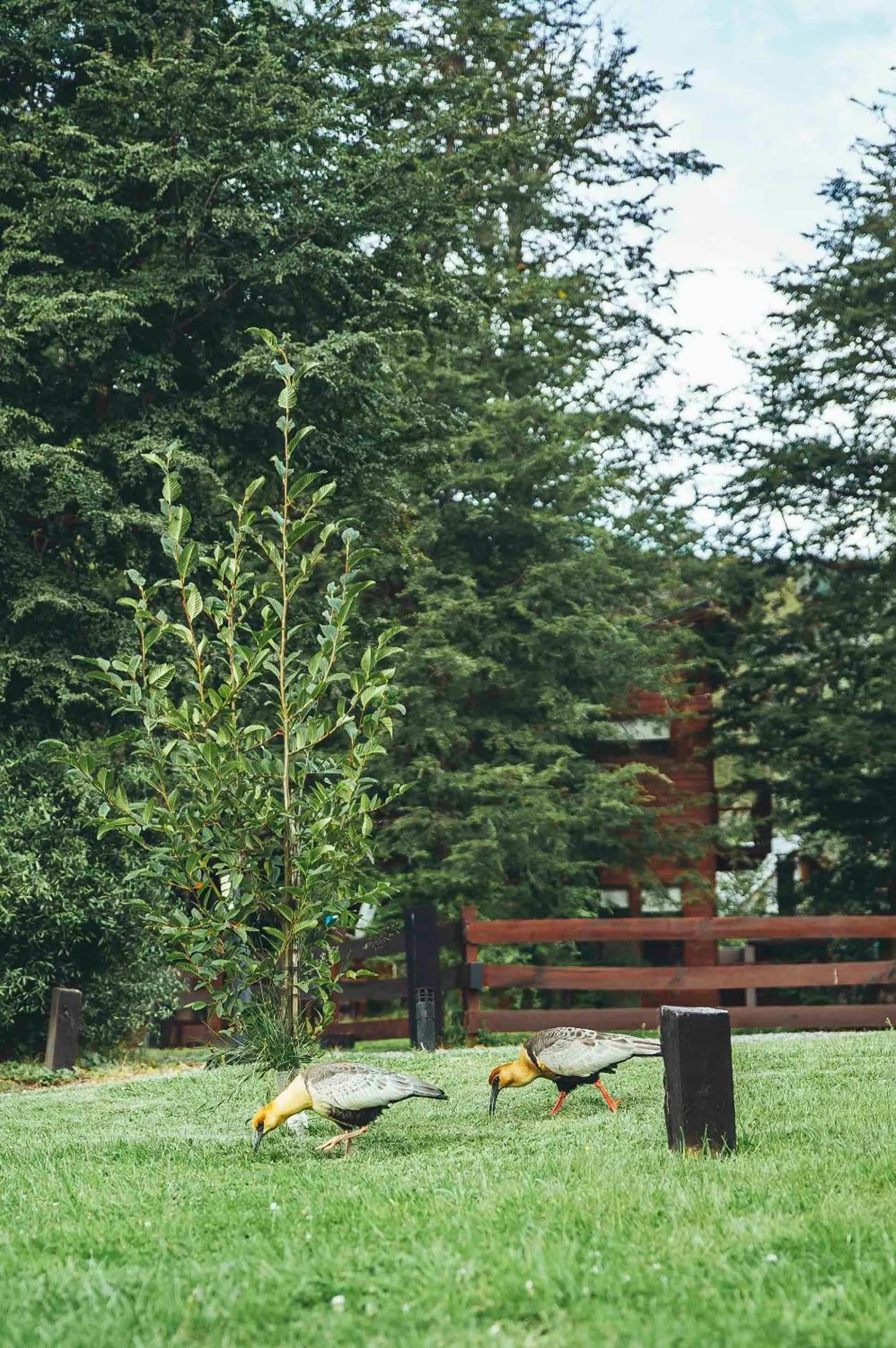 Arbolar, Casas de Montaña- Piscina climatizada