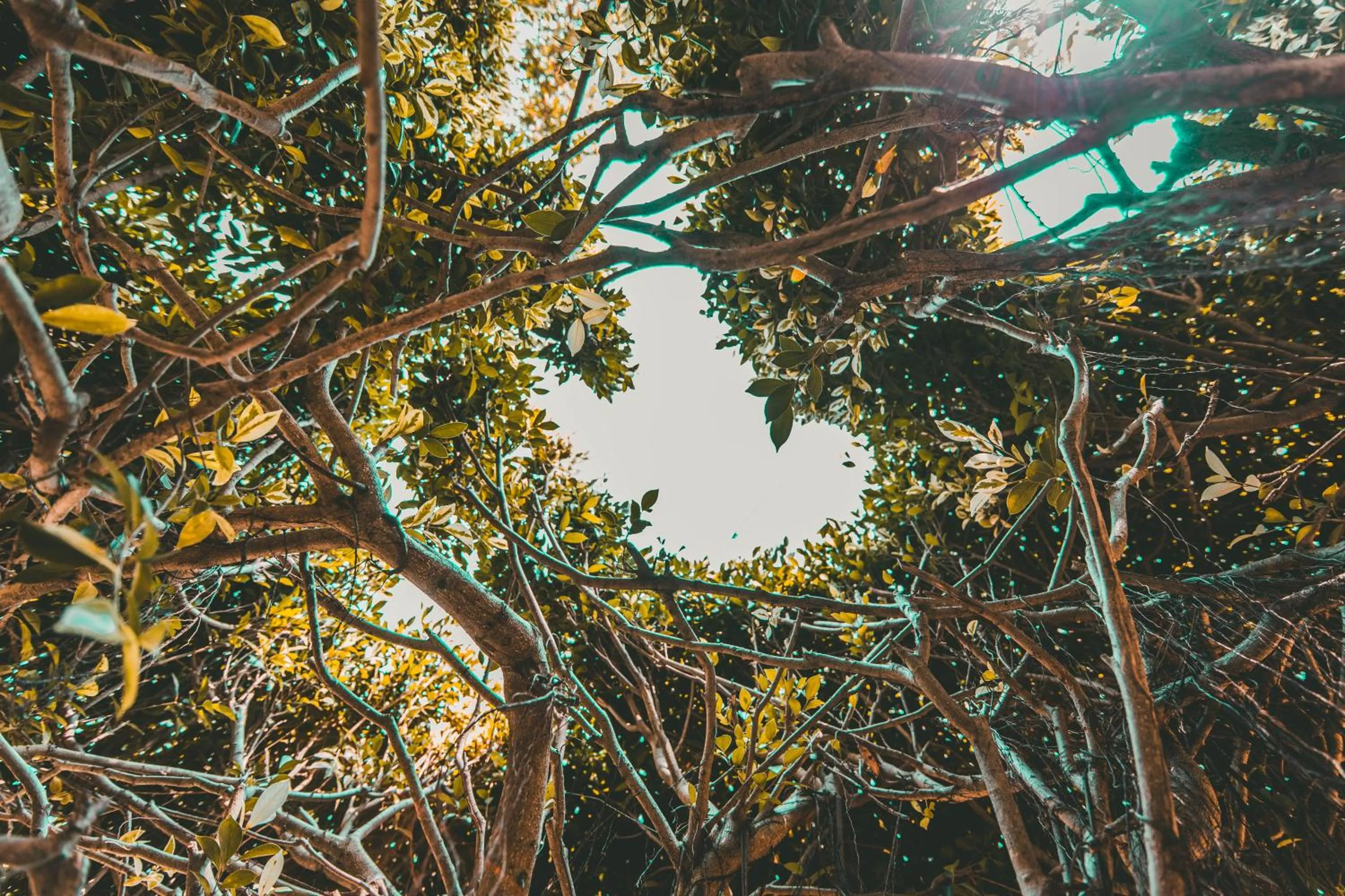 Natural landscape in Villa Shade