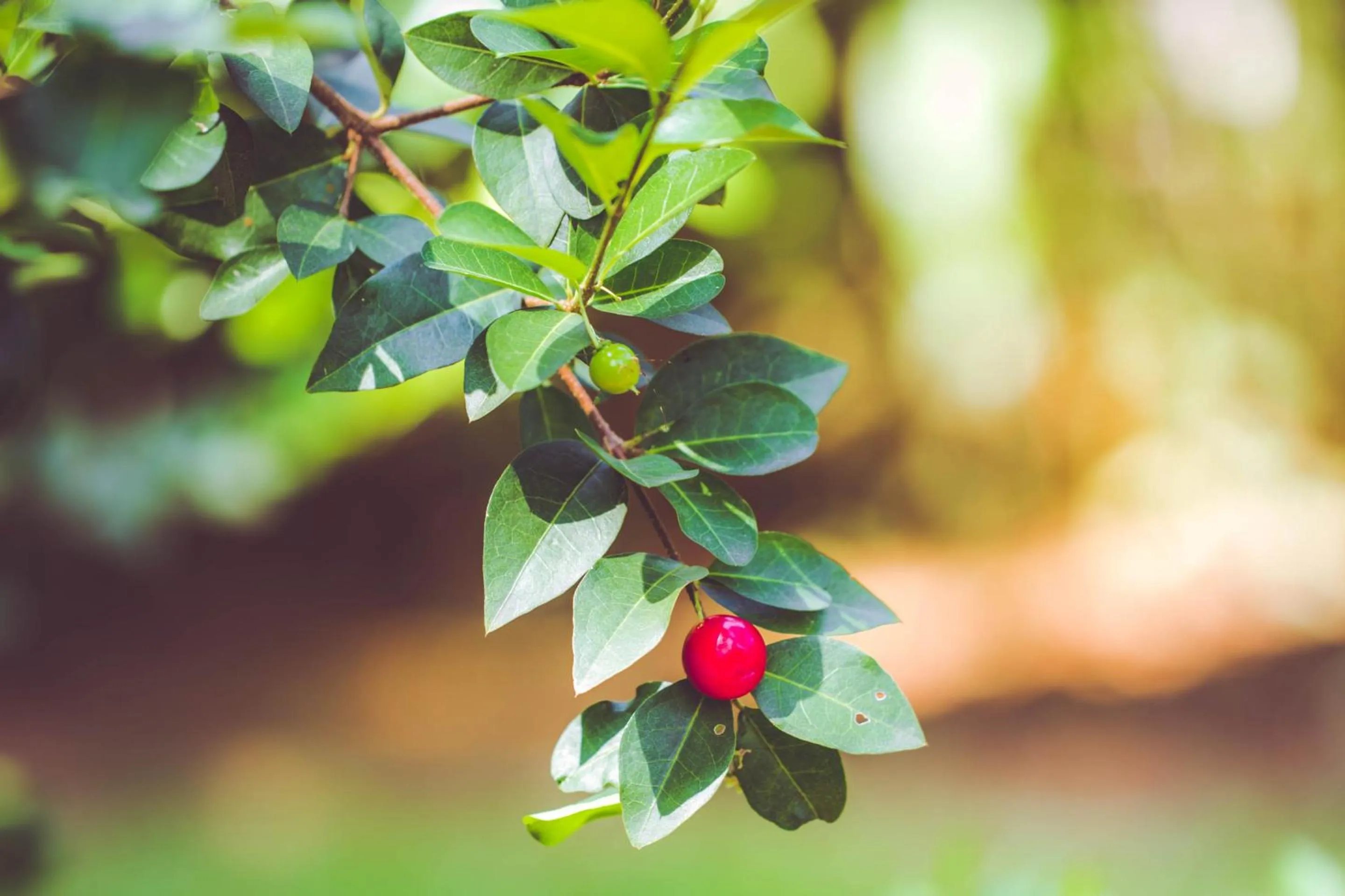 Garden in Villa Shade