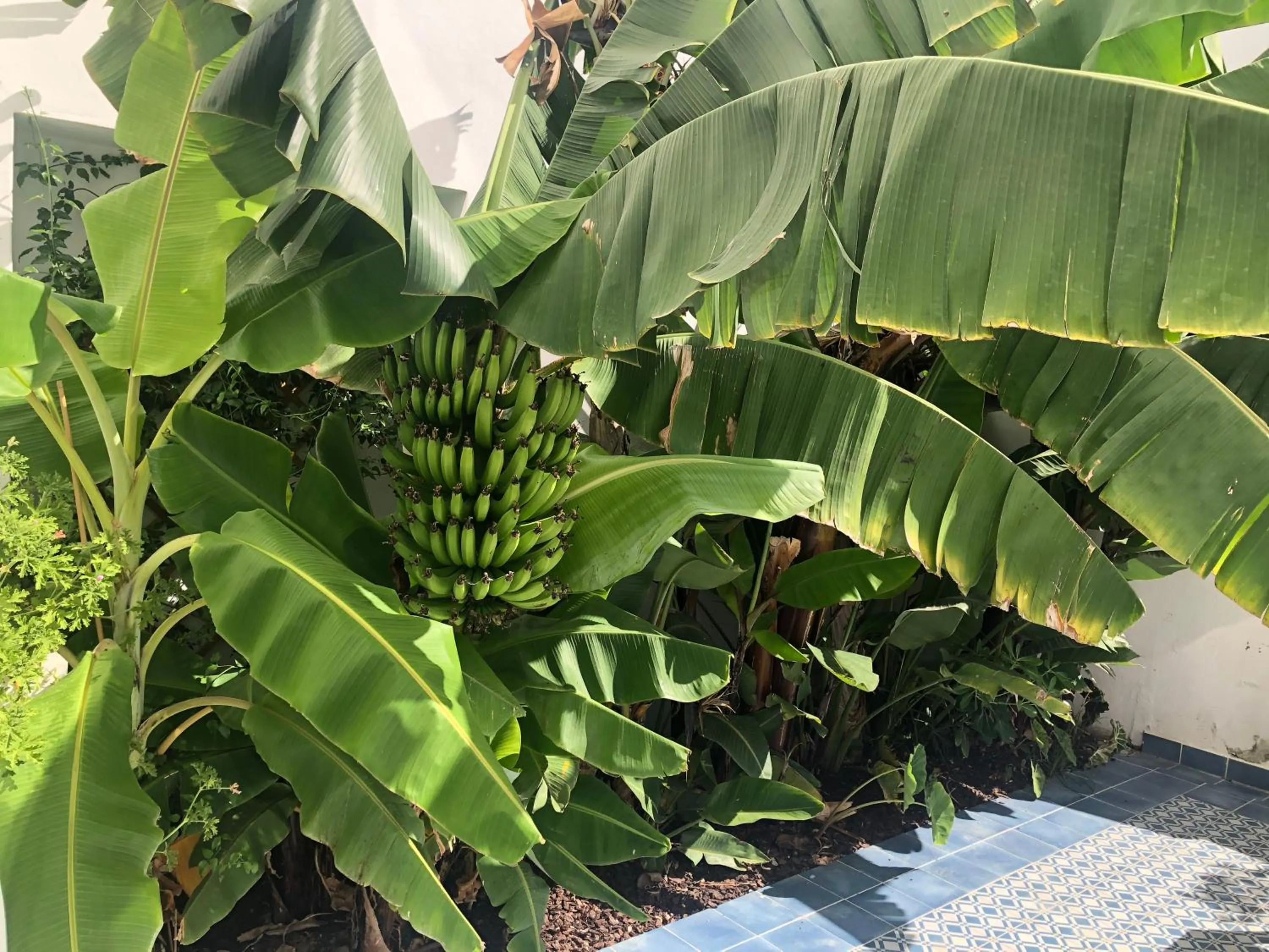 Garden in Casa Apollo Guesthouse