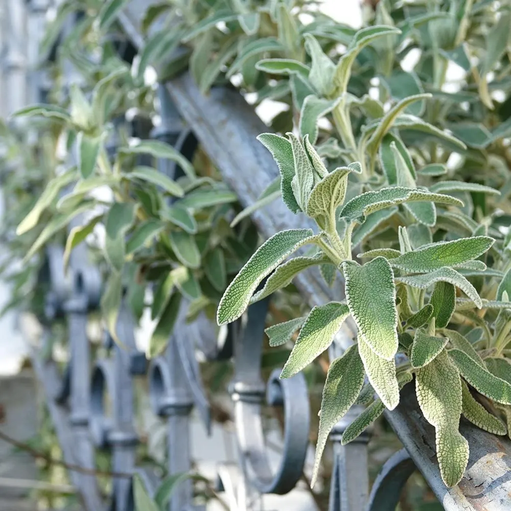Garden in Seminar-Hotel Rigi am See