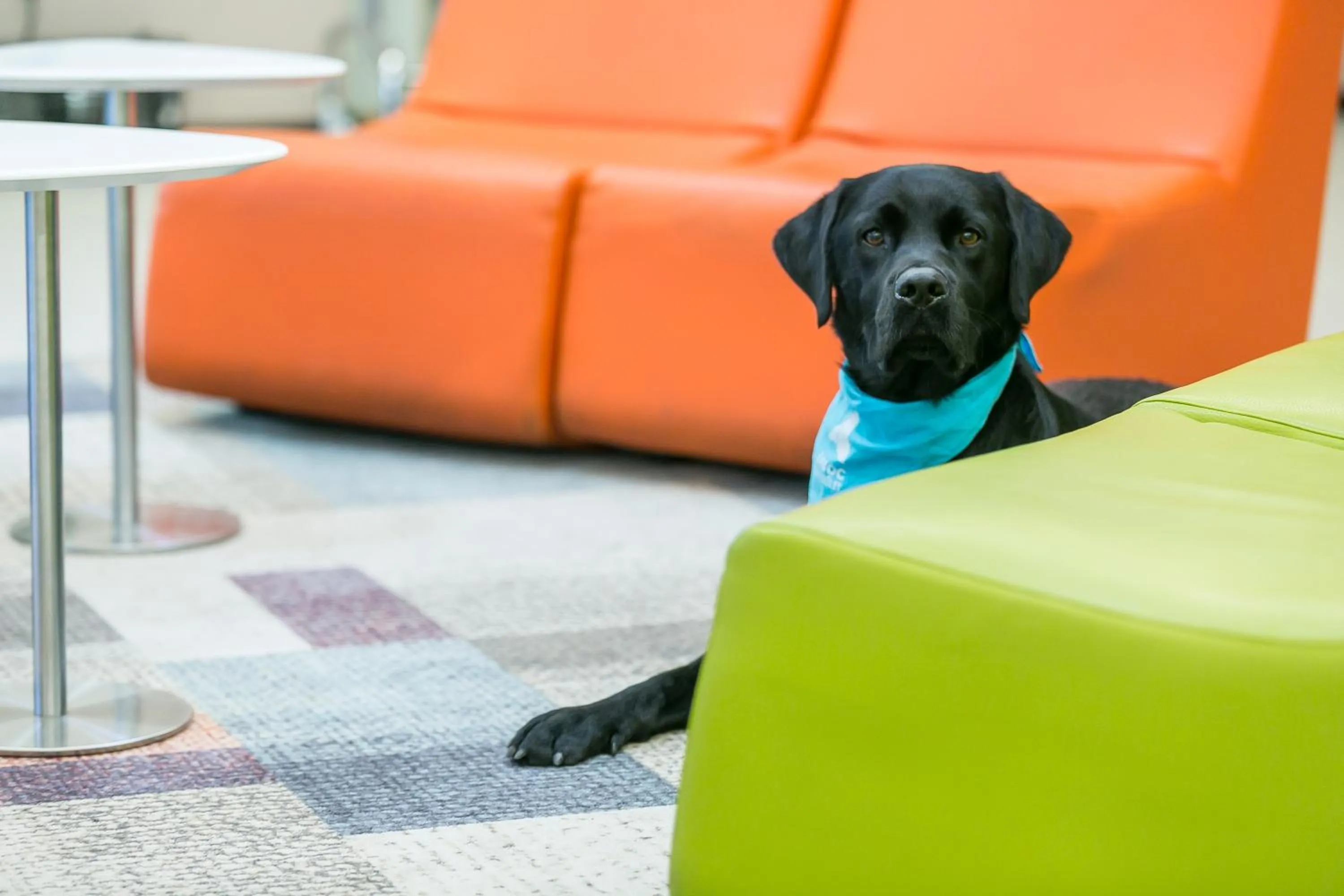 Pets in Art Hotel Szeged