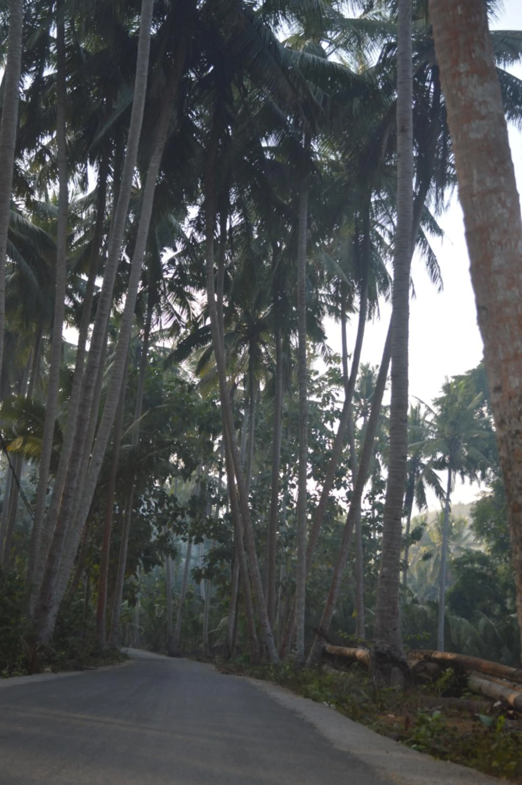 Property building in Nyuh Gading Bungalow Nusa Penida