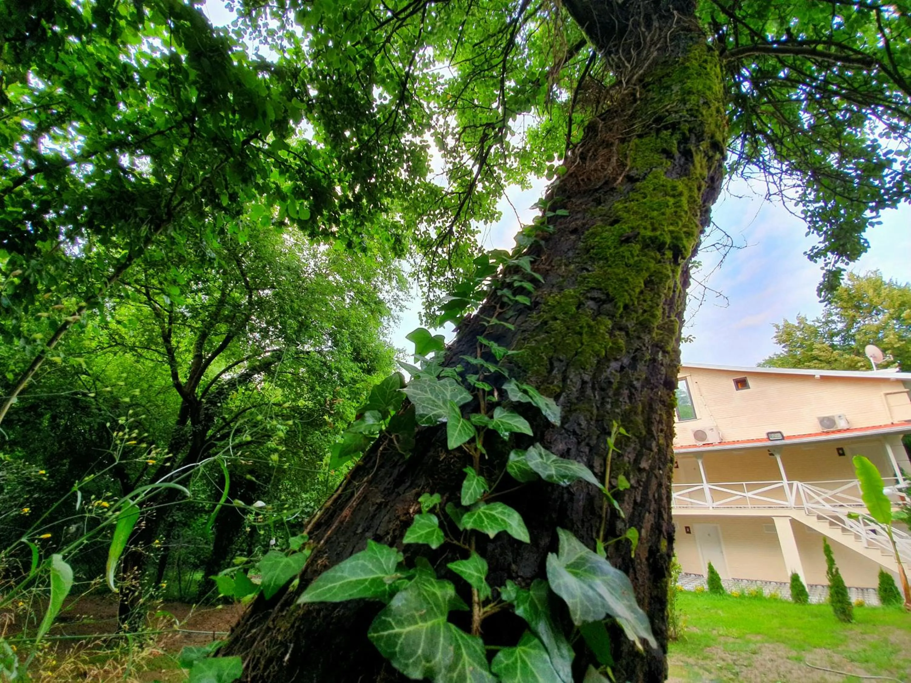 Garden view in Kadifeli Konak Hotel & Bungalow