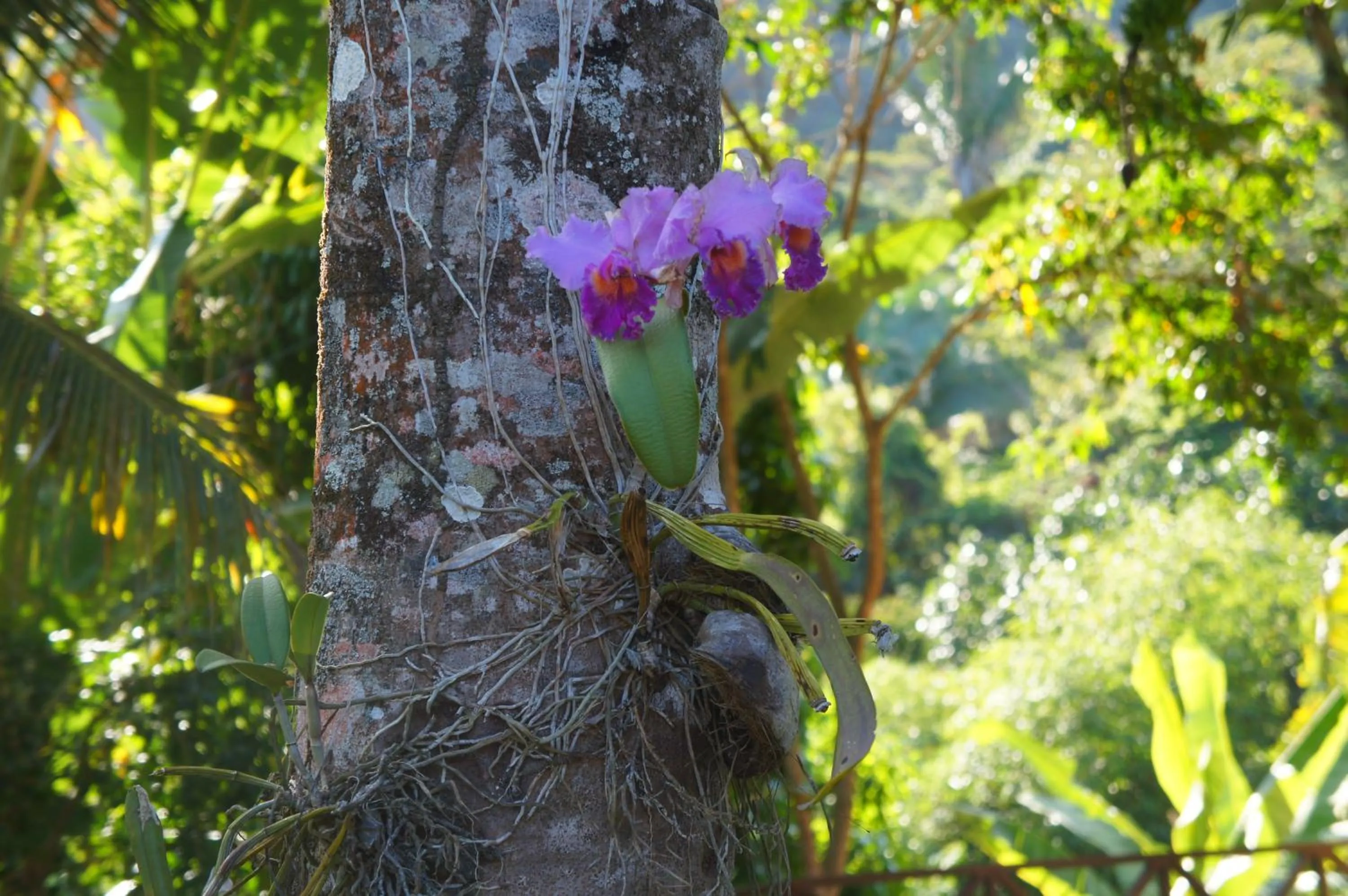 HOTEL CANTINHO DAS FLORES