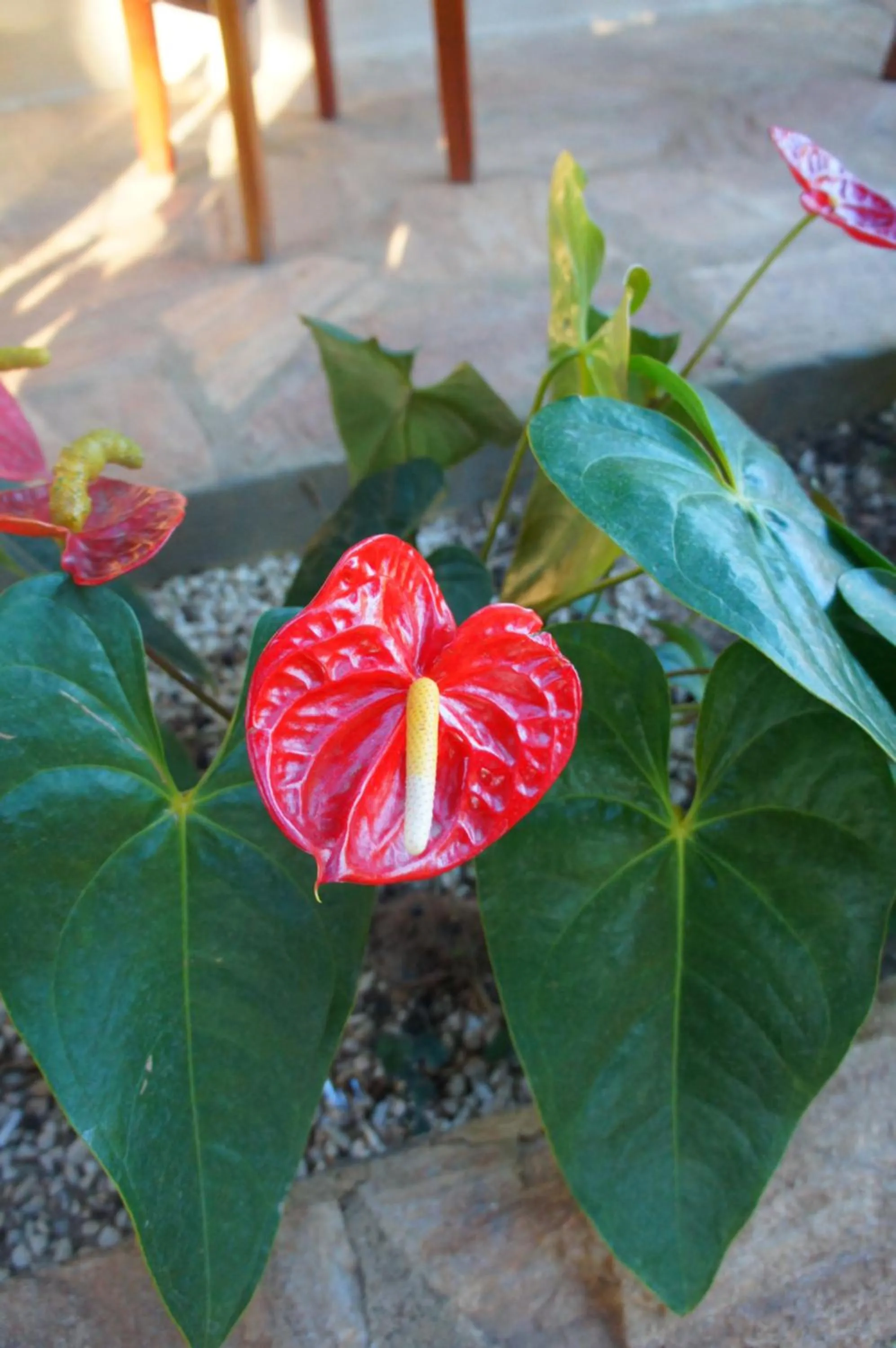 HOTEL CANTINHO DAS FLORES