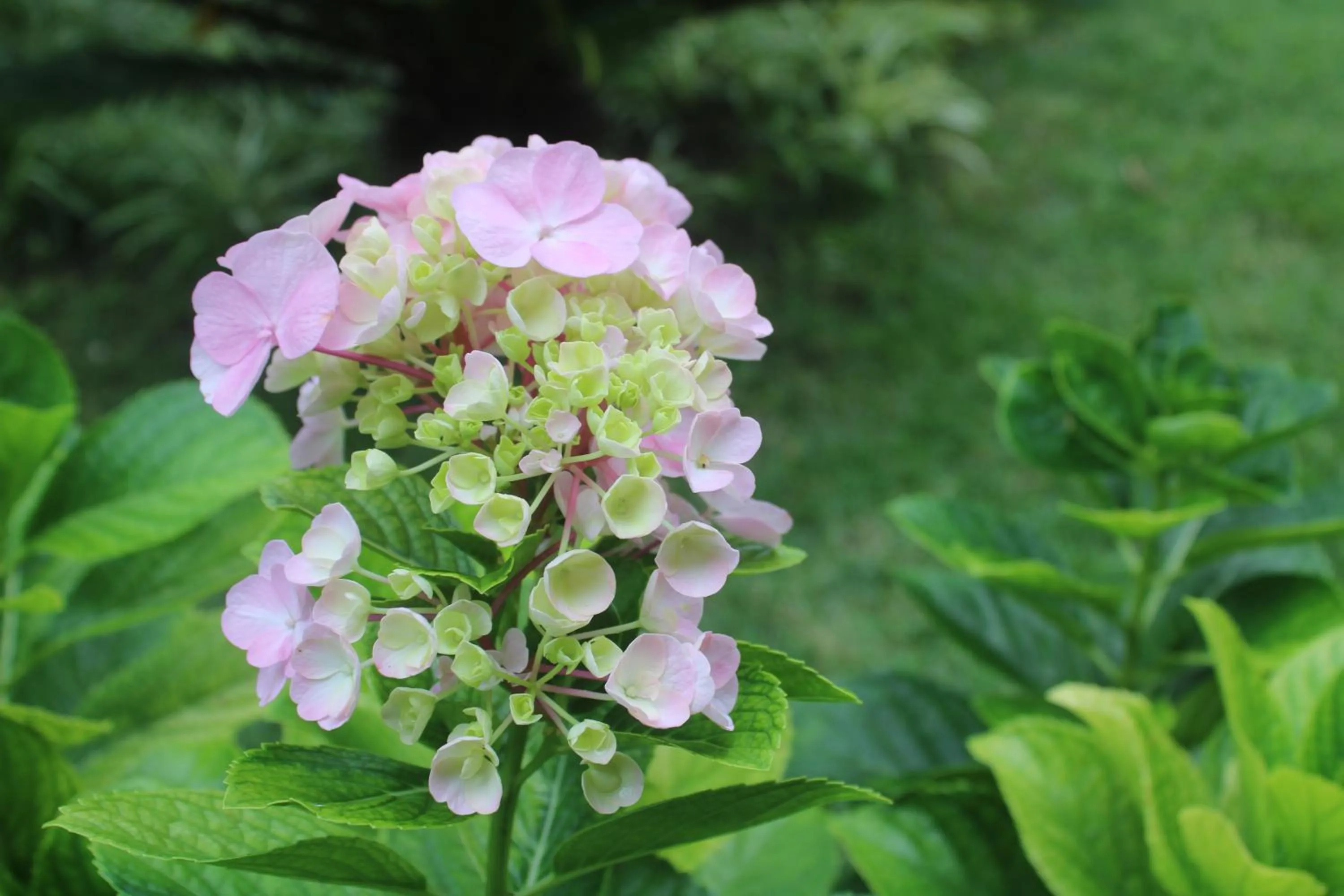 HOTEL CANTINHO DAS FLORES