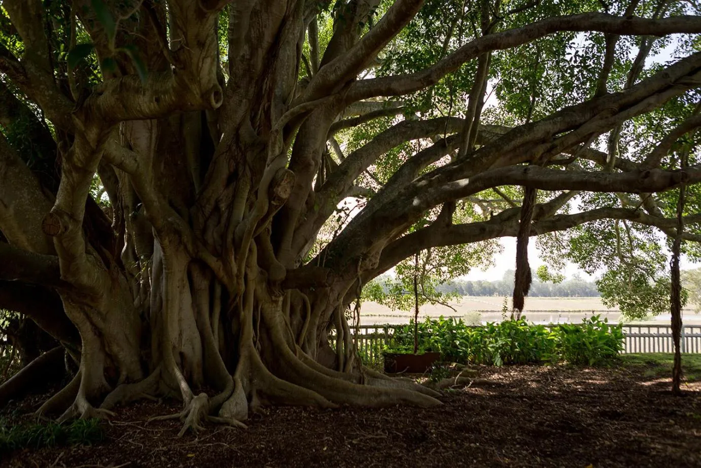 Natural landscape in The Barracks, Tocal